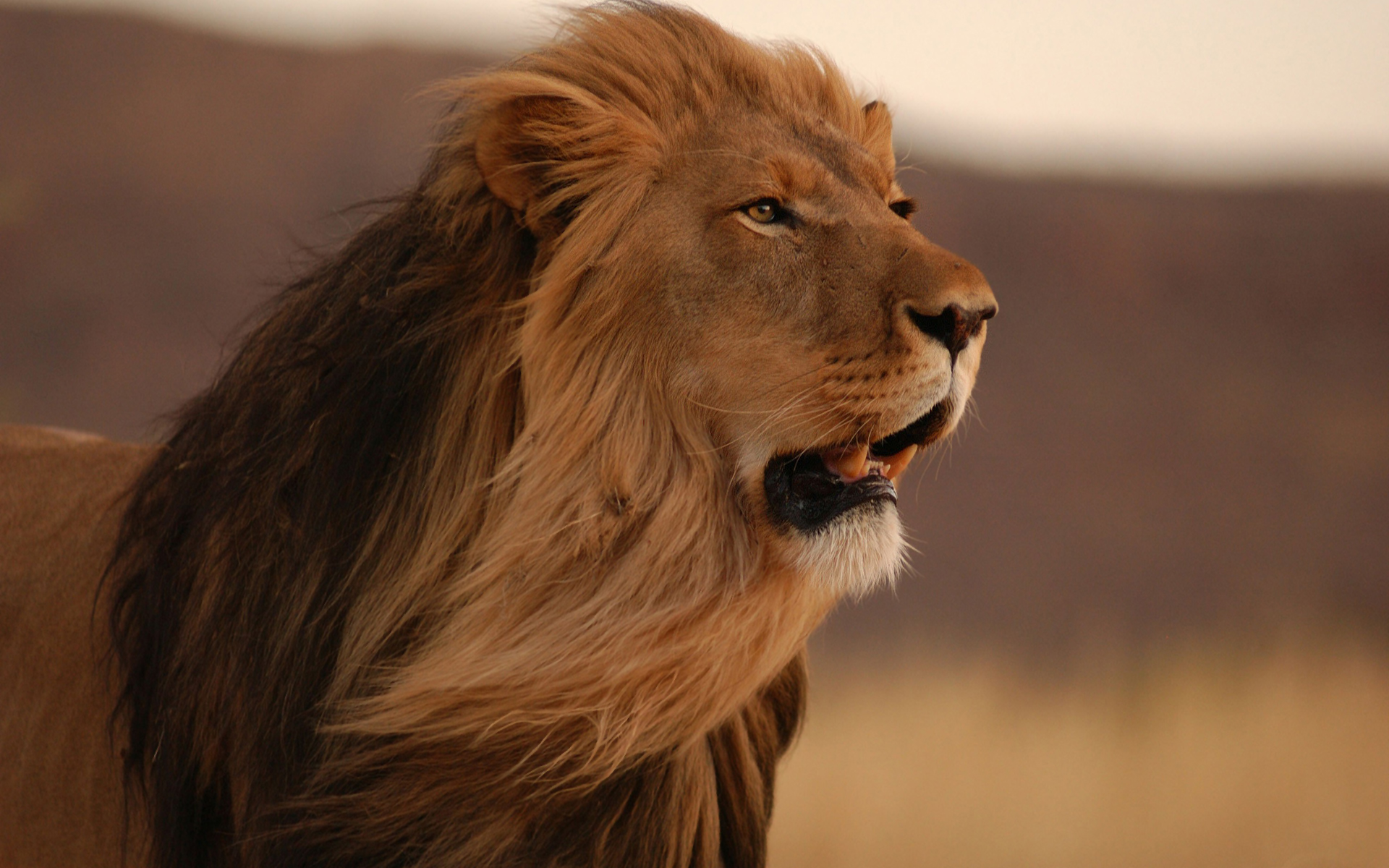 Male Lion 4k - HD Wallpaper 
