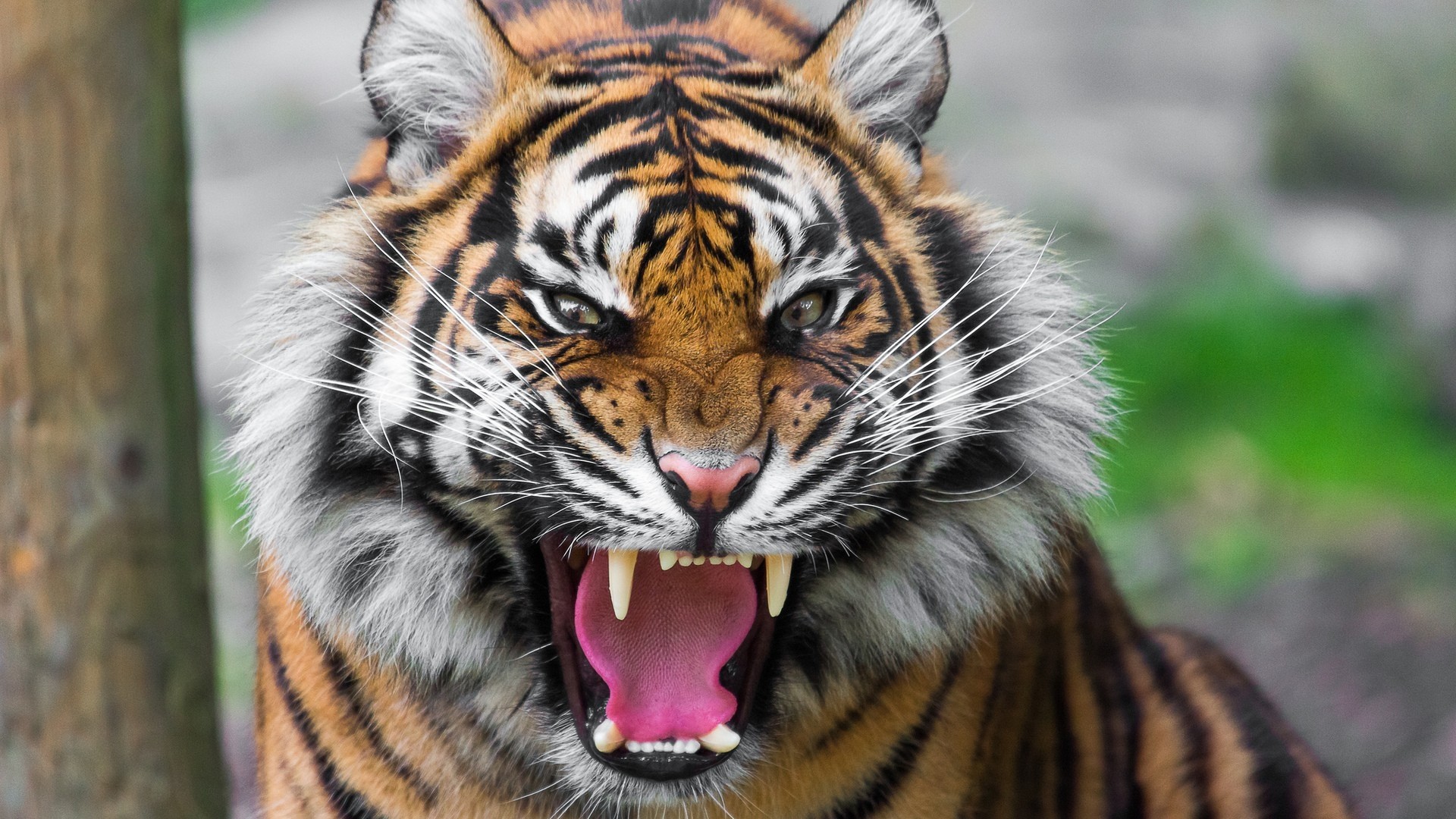 Preview Wallpaper Tiger, Face, Teeth, Anger, Big Cat - Angry Tiger - HD Wallpaper 