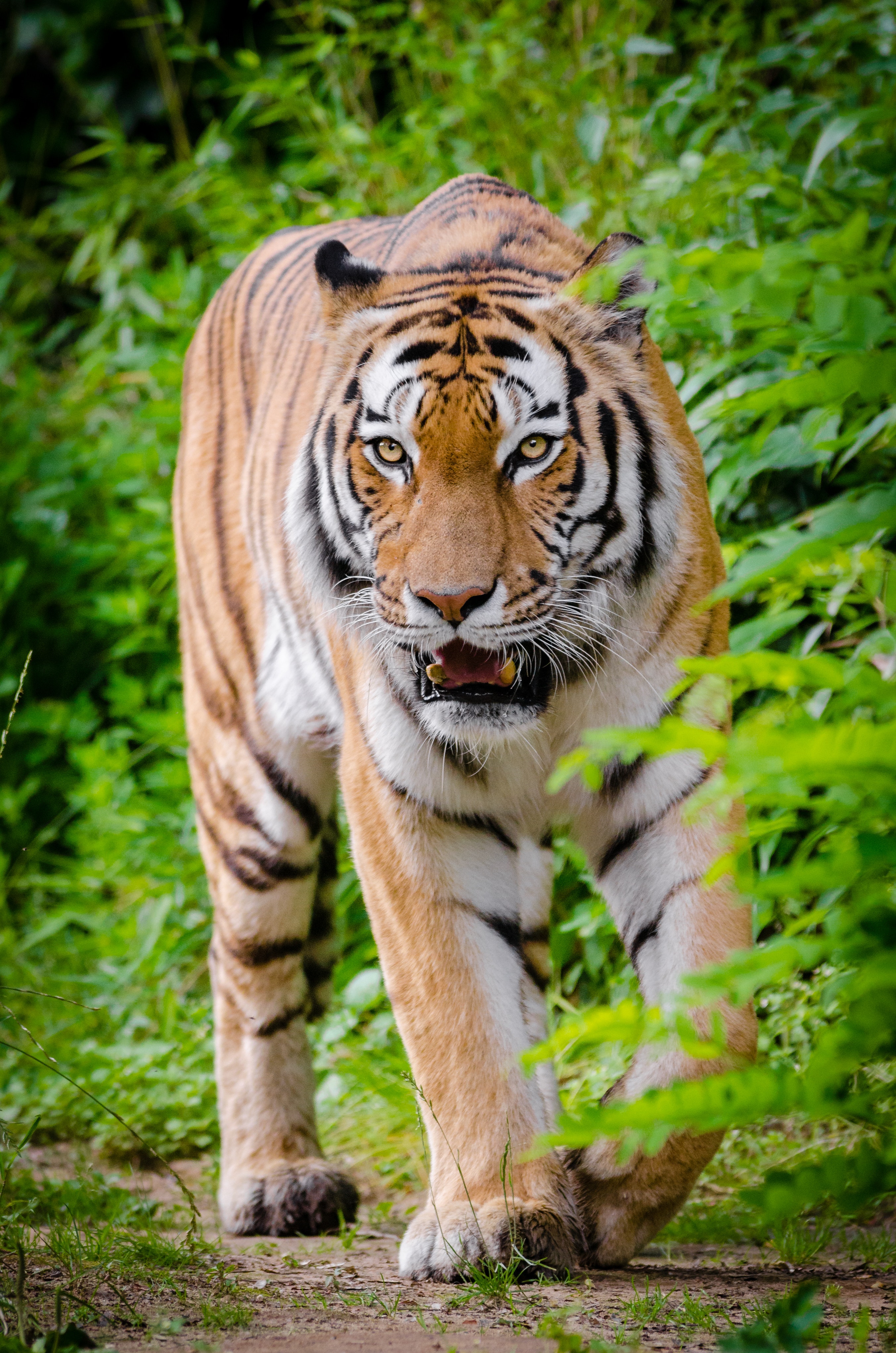 Tiger Hd - 2705x4084 Wallpaper Tiger Hd - 2705x4084 Wallpaper