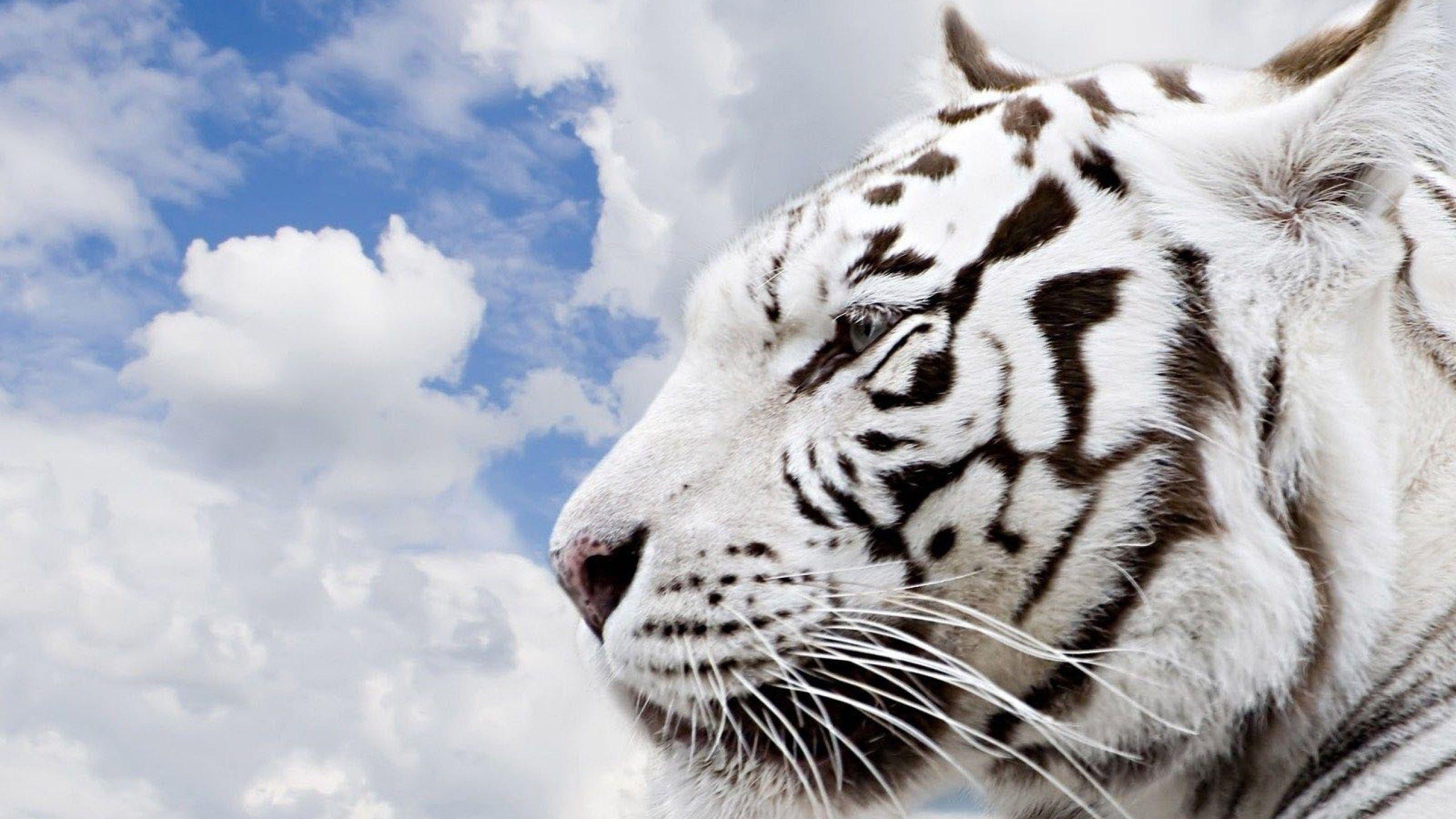 Siberian Tiger Hd Wallpapers - Wild Animals Wallpaper Free Download - HD Wallpaper 