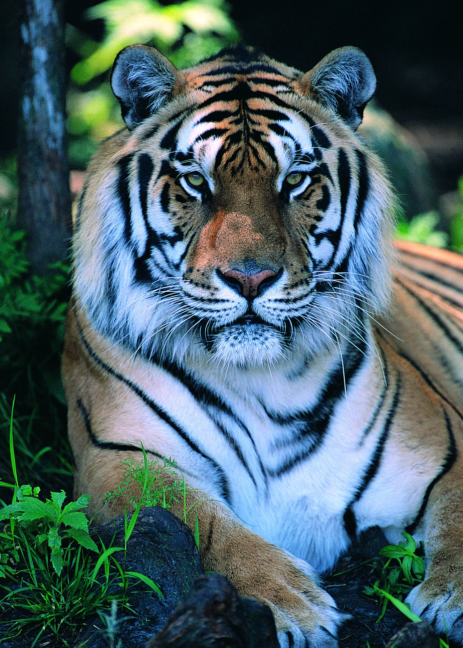 Tiger Images Hd Download - 1500x2100 Wallpaper 