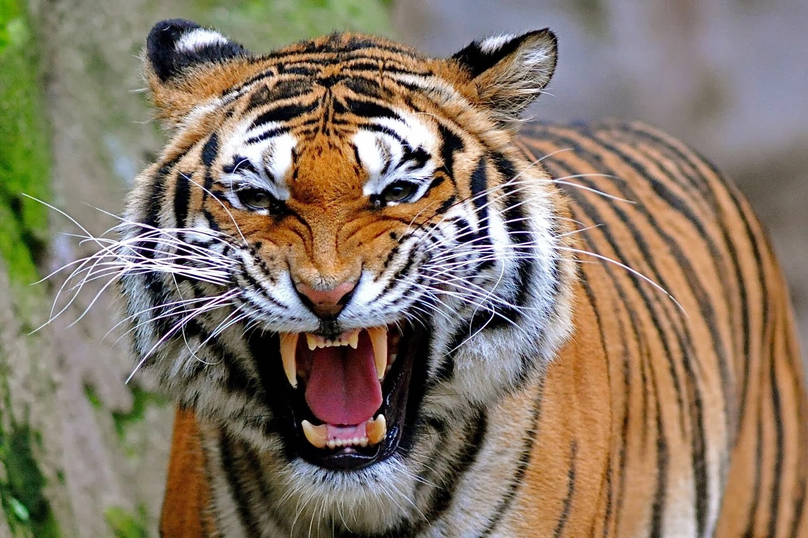 Tiger Face Wallpapers - Angry Real Tiger Face - HD Wallpaper 