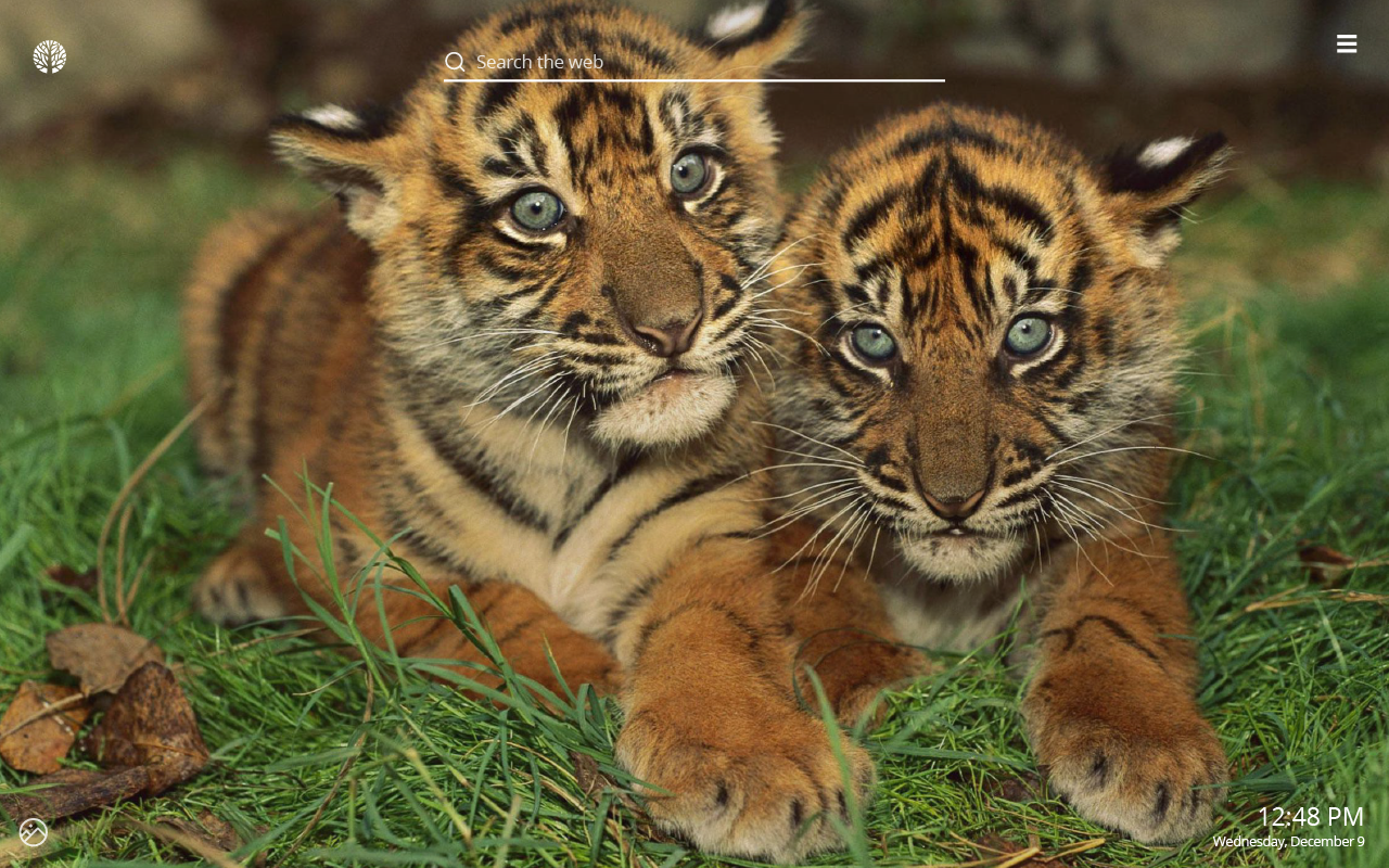Tiger Cubs Facebook Cover - HD Wallpaper 