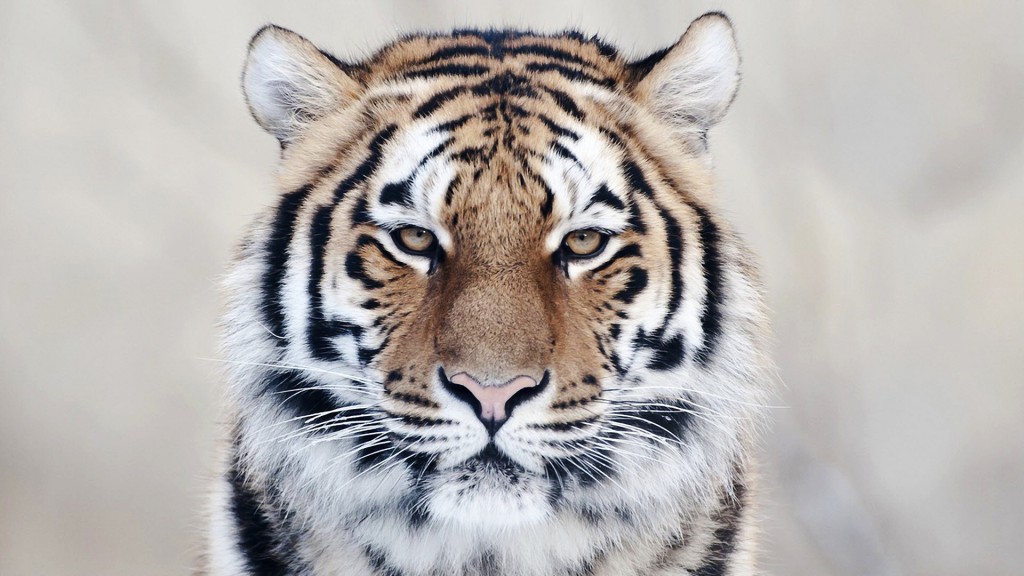 Tiger Close Up Wallpaper - Beautiful Tiger Hd - HD Wallpaper 