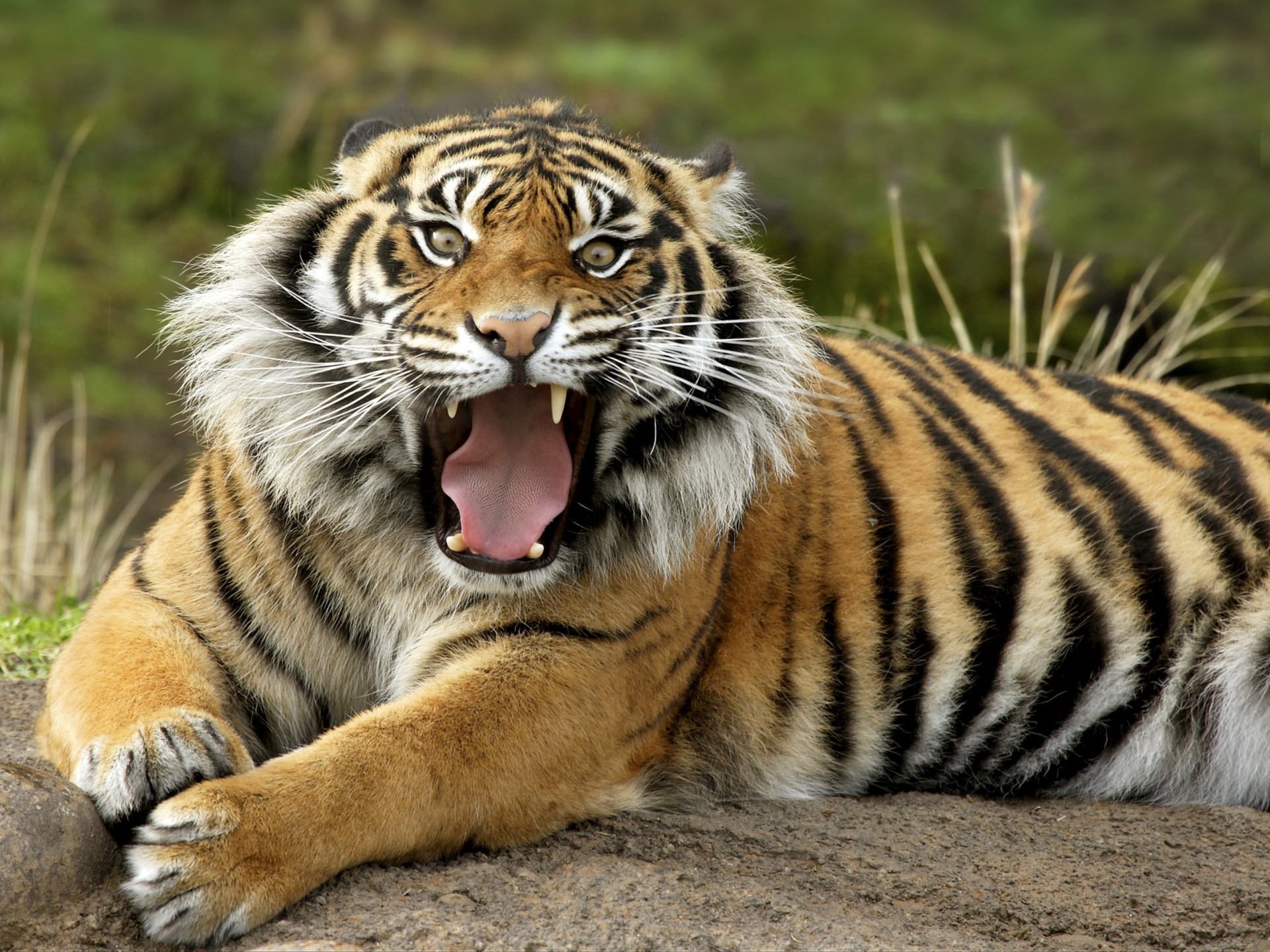 Point Defiance Zoo & Aquarium - HD Wallpaper 