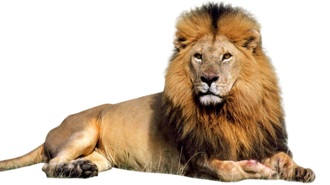 Lion Transparent Background Png - HD Wallpaper 