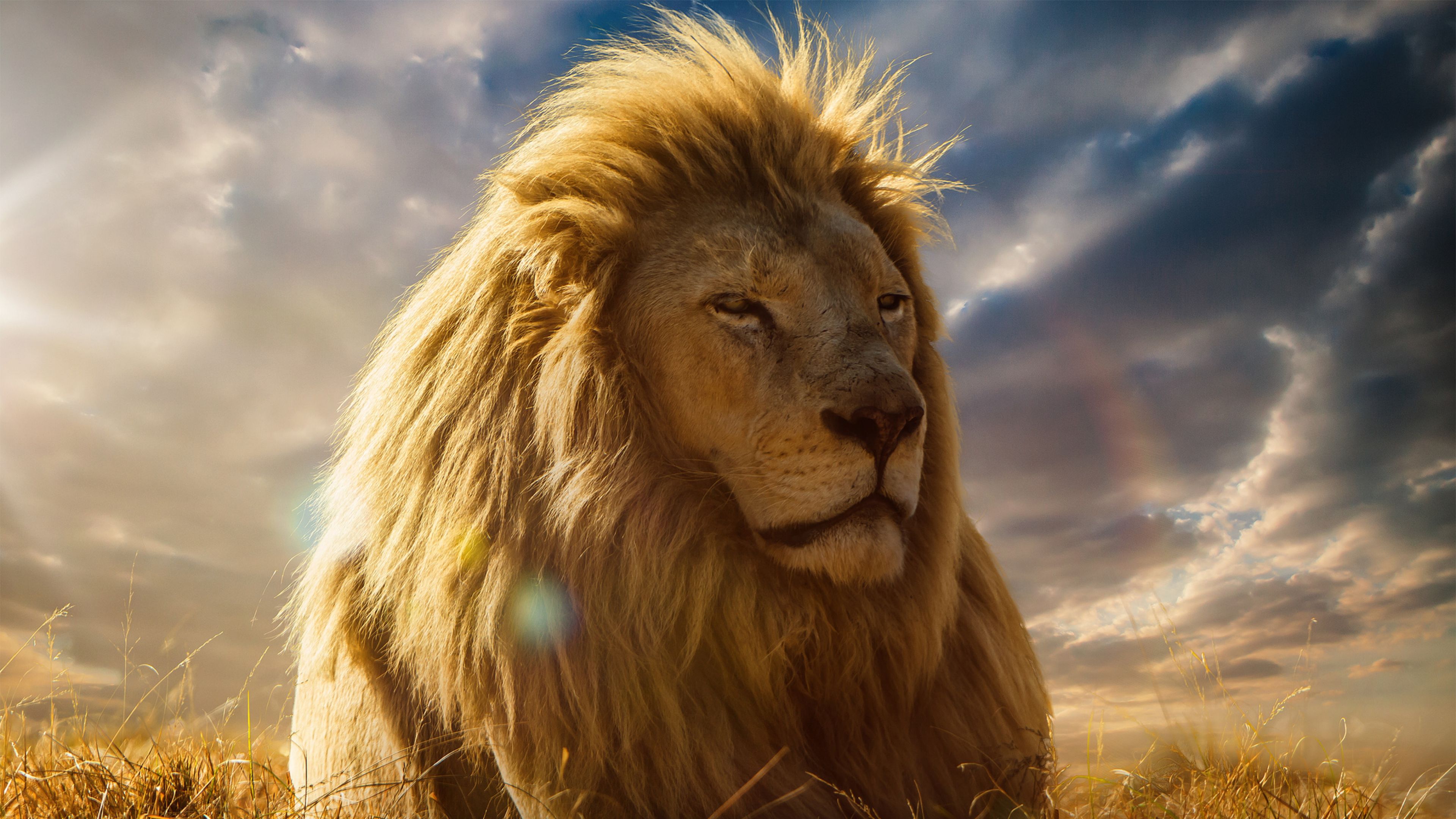 Lion King 4k, Hd Animals, 4k Wallpapers, Images, Backgrounds, - Lion Wallpaper 4k - HD Wallpaper 