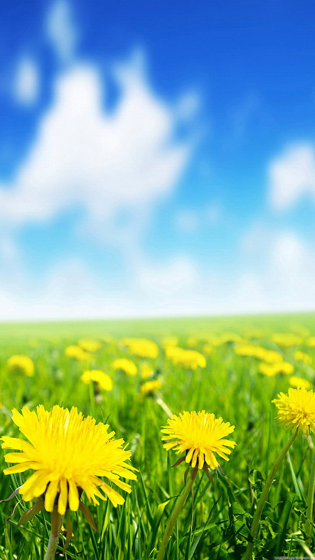 Samsung Galaxy S3 Dandelion Live Wallpaper Download - HD Wallpaper 