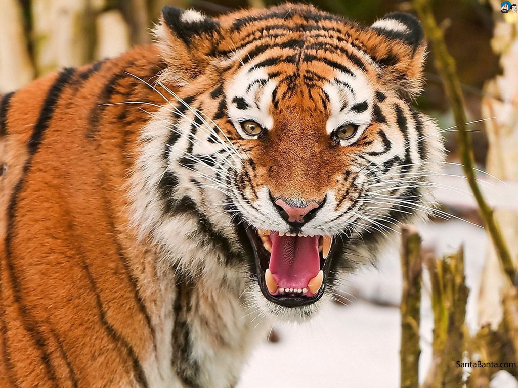 Hd Wallpaper Tiger Roar - HD Wallpaper 