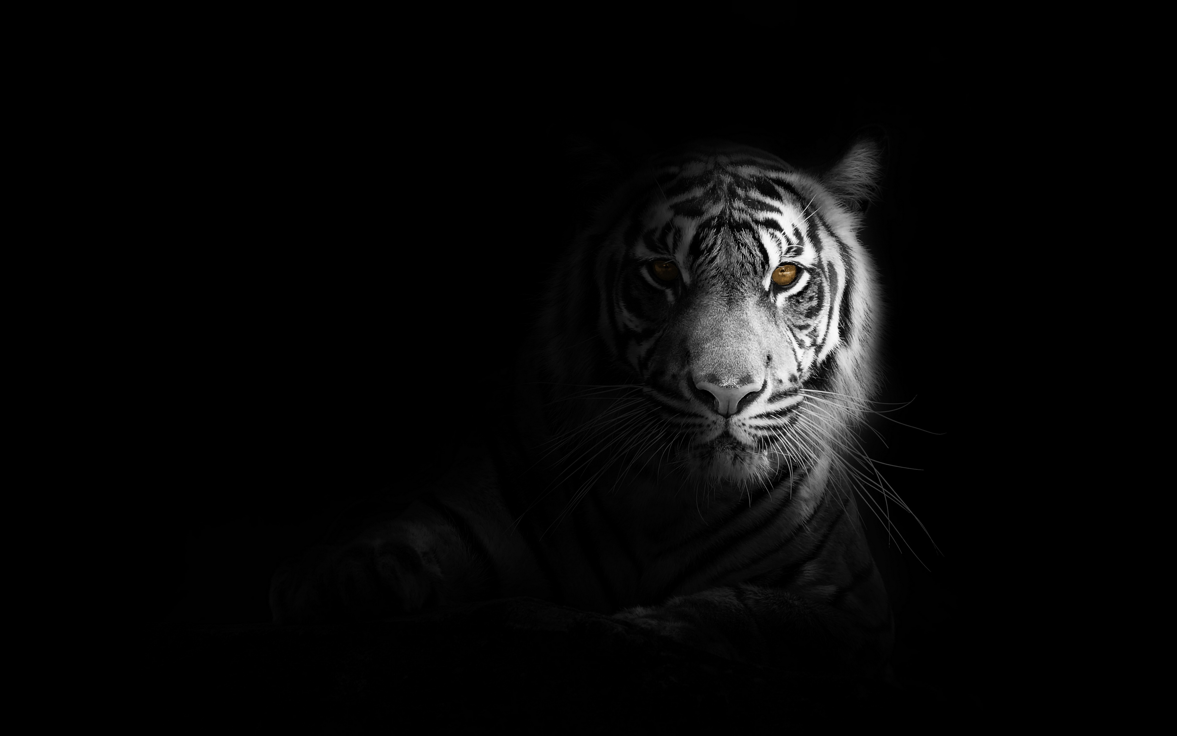 Wallpaper Tiger, Big Cat, Predator, Glance, Shadow, - Wallpaper - HD Wallpaper 