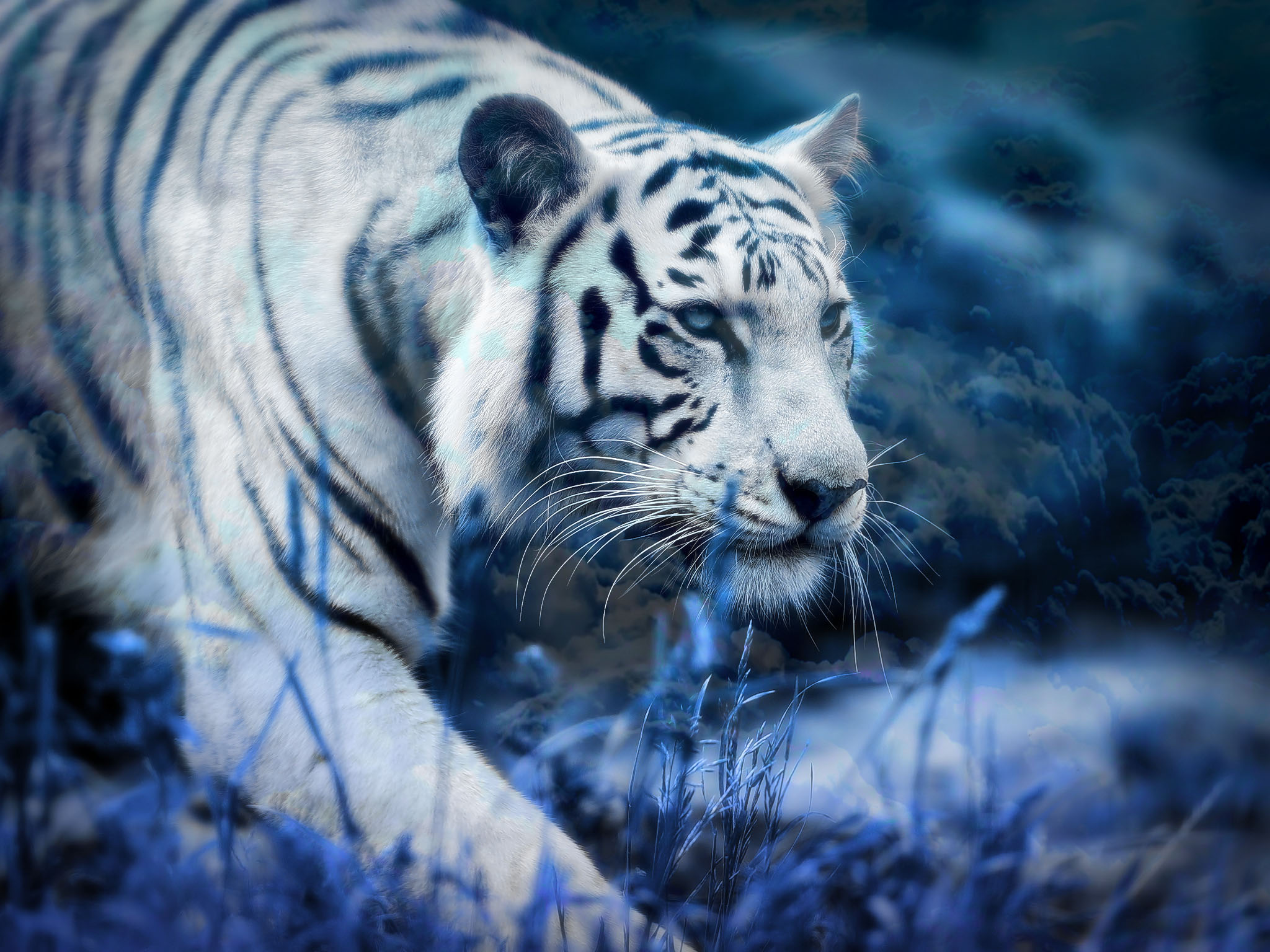 231 White Tiger Hd Wallpapers Backgrounds - White Tiger Images Hd - HD Wallpaper 