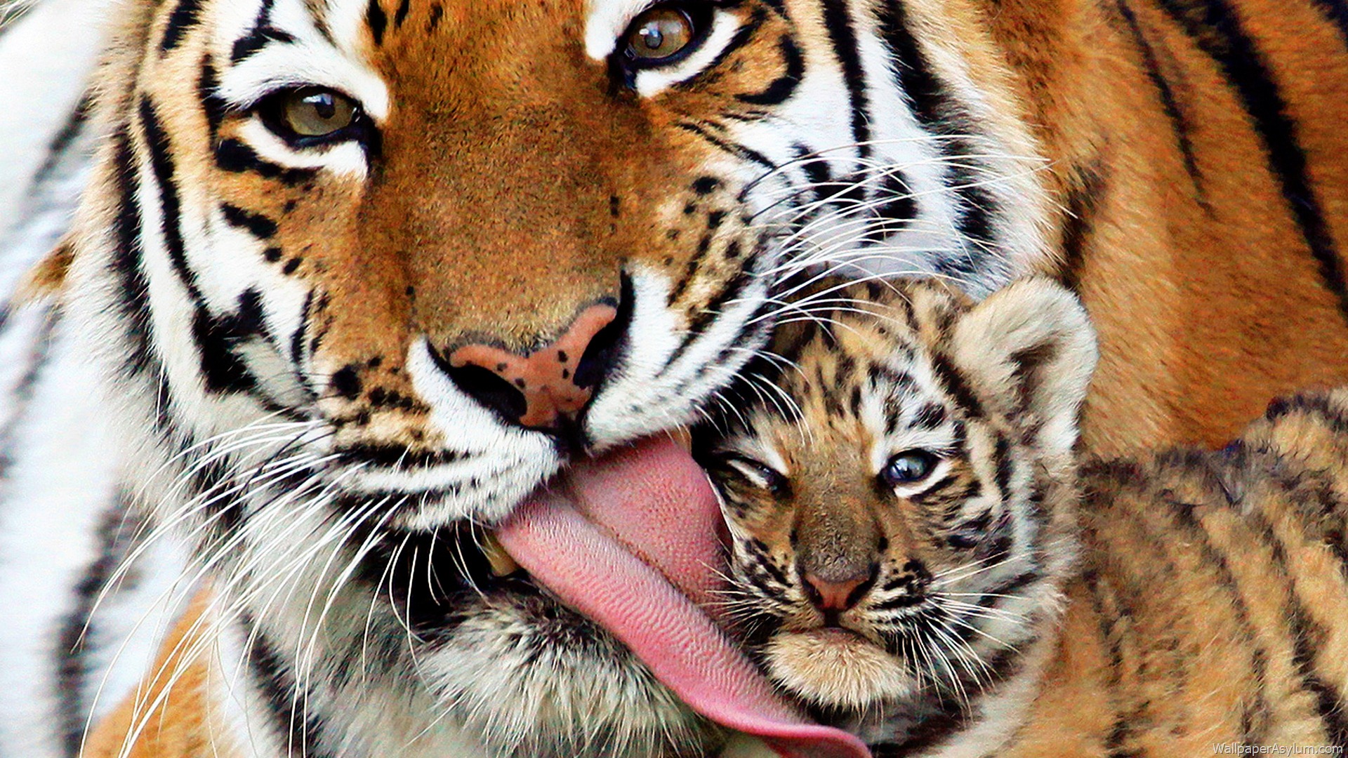 Tiger Mom And Baby - HD Wallpaper 