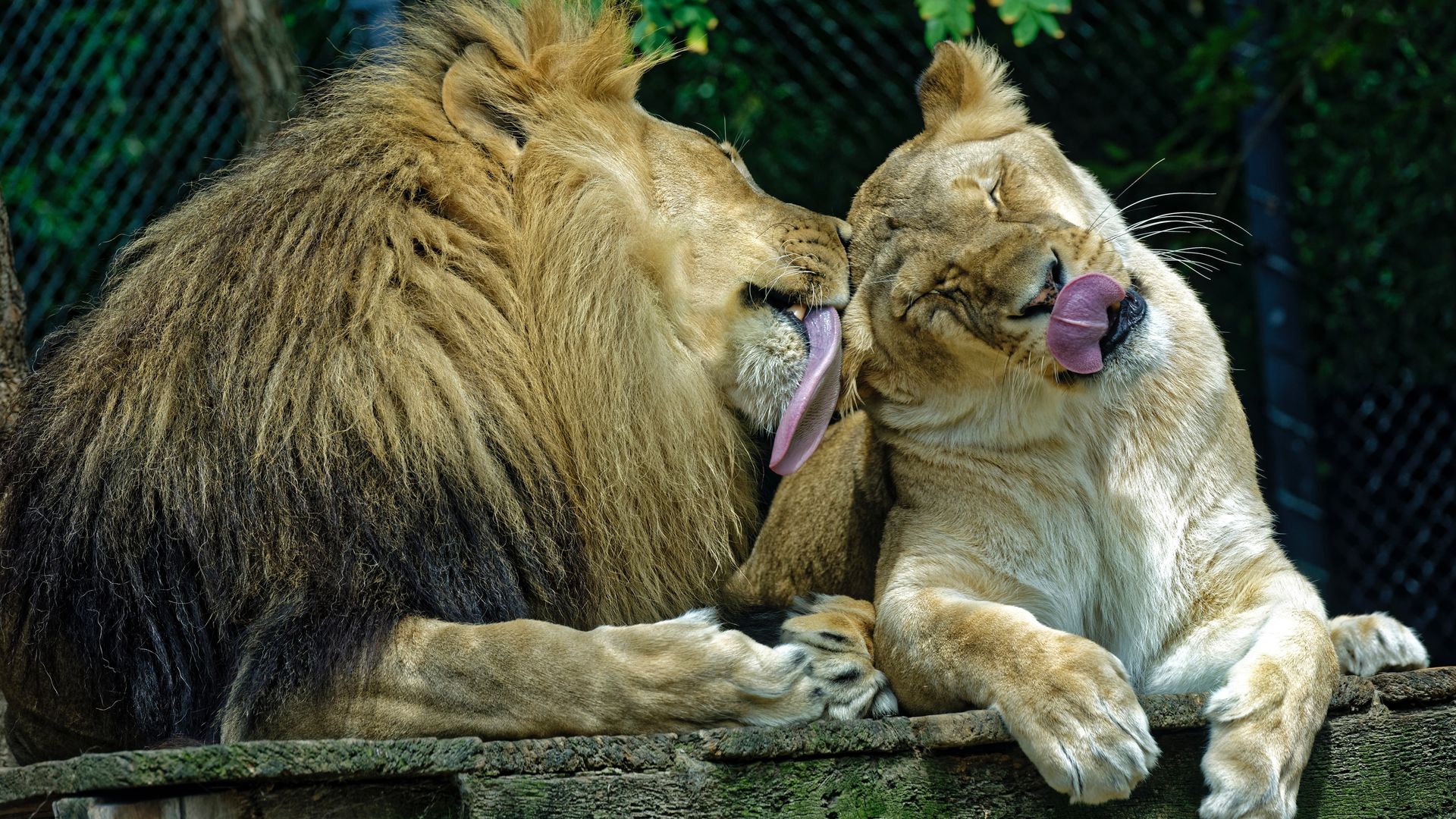 Lions Love - Lions Grooming Each Other - HD Wallpaper 