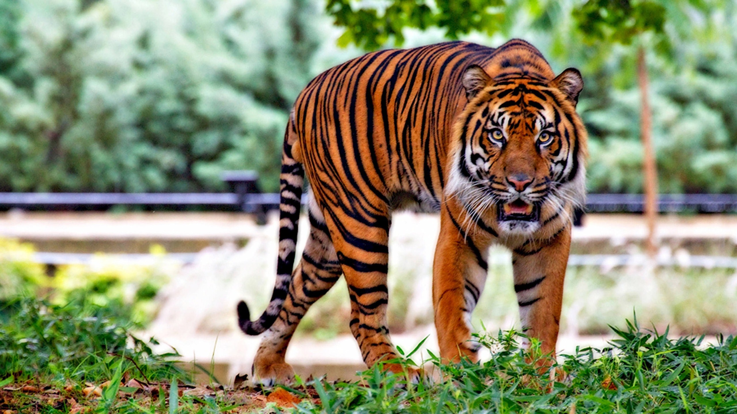 Tiger Hd Wallpaper - Wildlife Sanctuary In Telangana - HD Wallpaper 