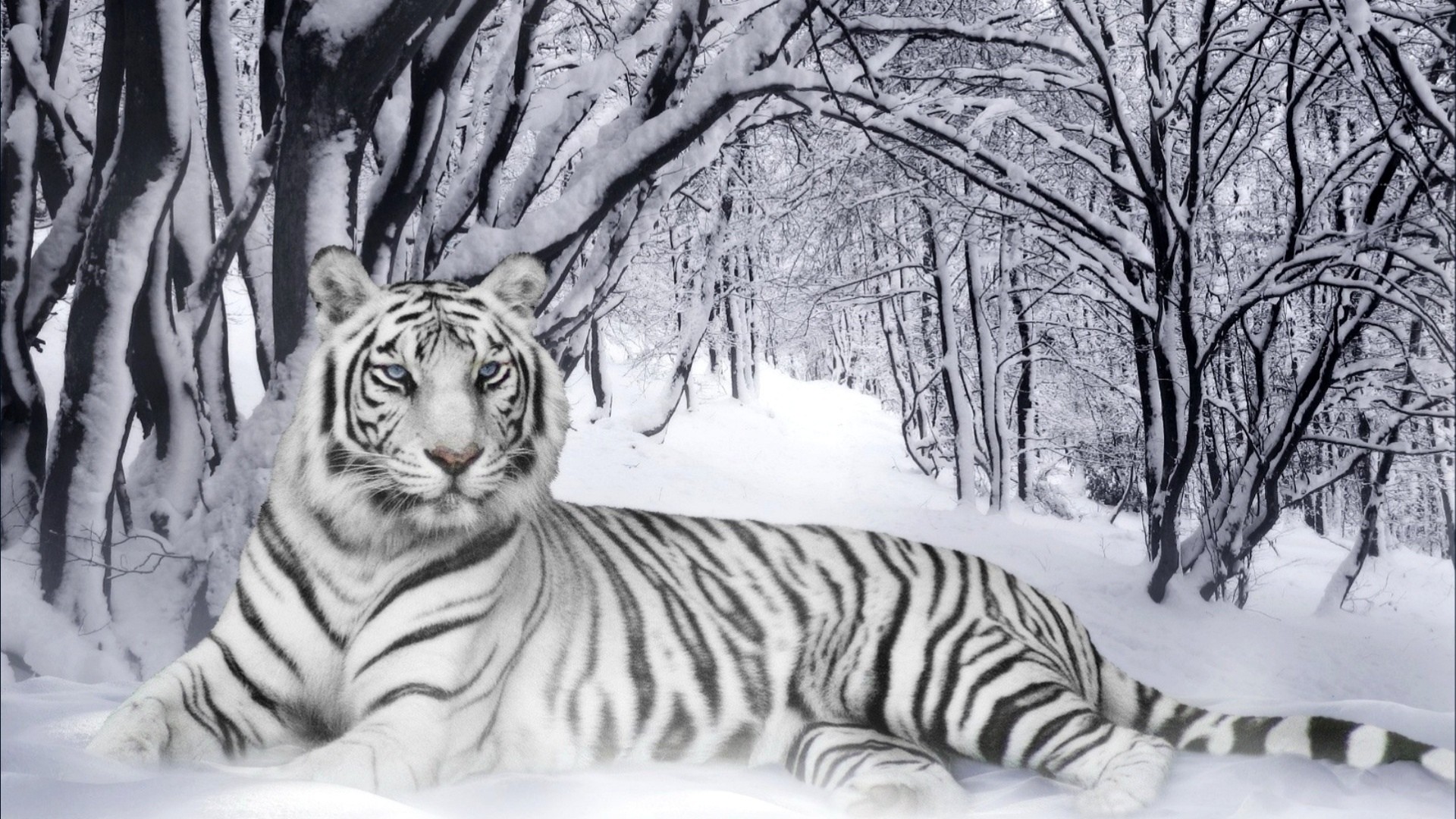 White Tiger Wallpaper Phone 
 Src White Tiger Wallpaper - White Tiger Wallpaper Hd 1080p - HD Wallpaper 