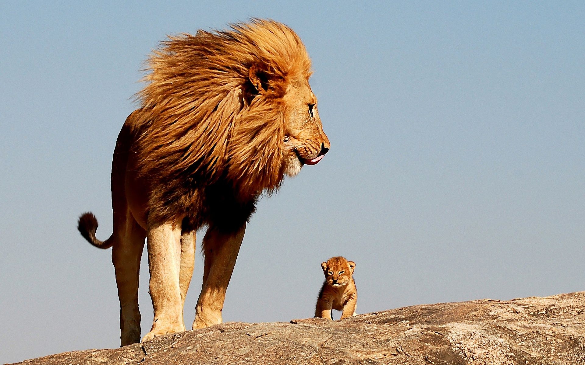 King Lion Free Download Picture Hd Desktop Wallpaper, - Lion And His Baby - HD Wallpaper 