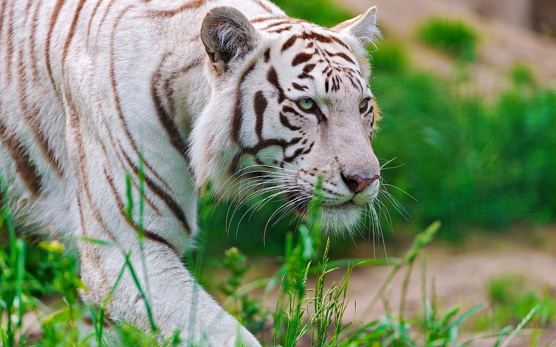 White Tiger Animal Wallpaper Hd - HD Wallpaper 