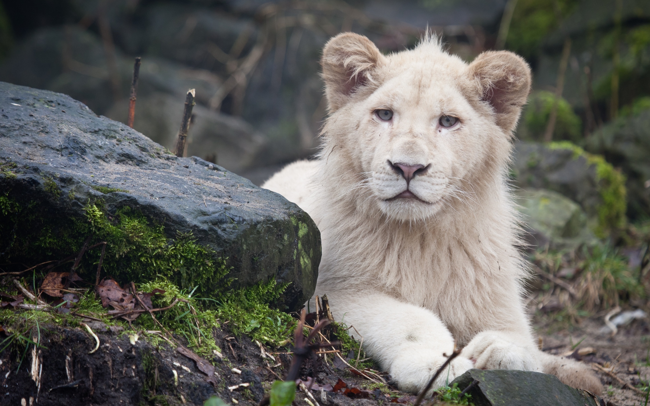 White Lion Full Hd - HD Wallpaper 