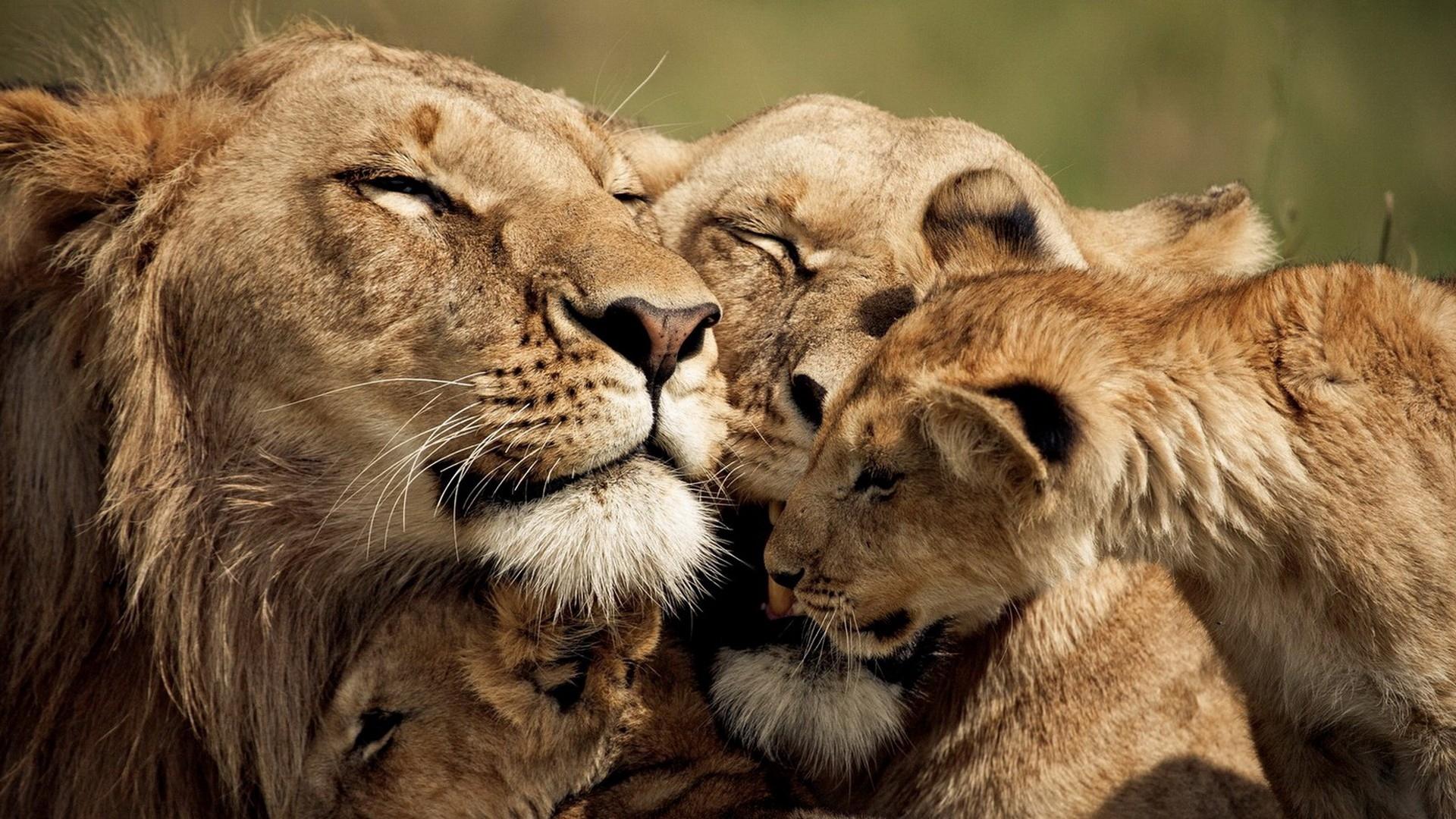 Lion Hd Wallpapers - Lion Lioness And Cub - 1920x1080 Wallpaper - teahub.io
