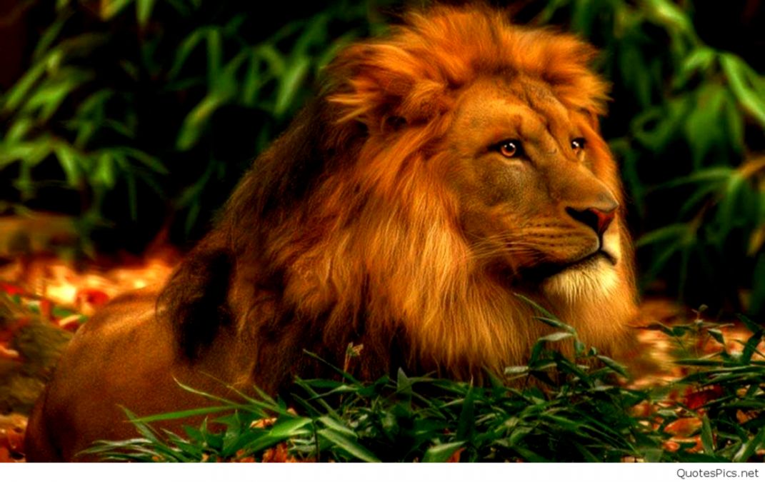 42 Lion Hd Wallpapers 1080p Free Download - Lion Hd Wallpapers Download - HD Wallpaper 