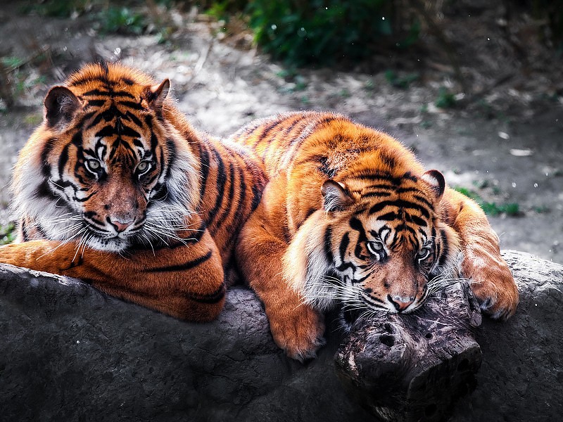 Wild Tigers Hd Images Wallpaper - Beautiful Hd Wallpapers Of Animals - HD Wallpaper 