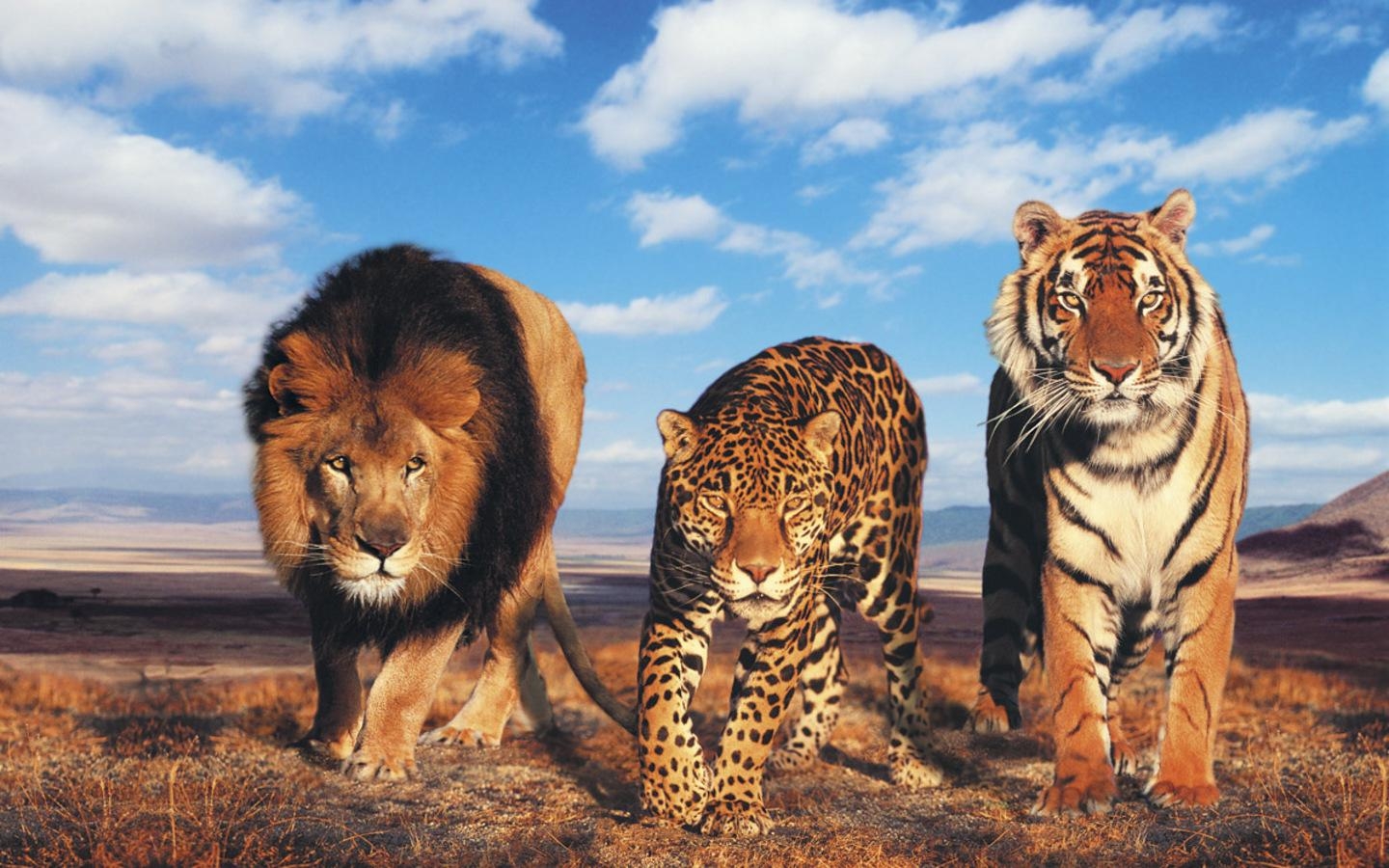 Lions Tigers And Leopards - HD Wallpaper 