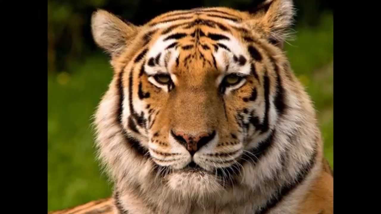 Big Tiger - HD Wallpaper 