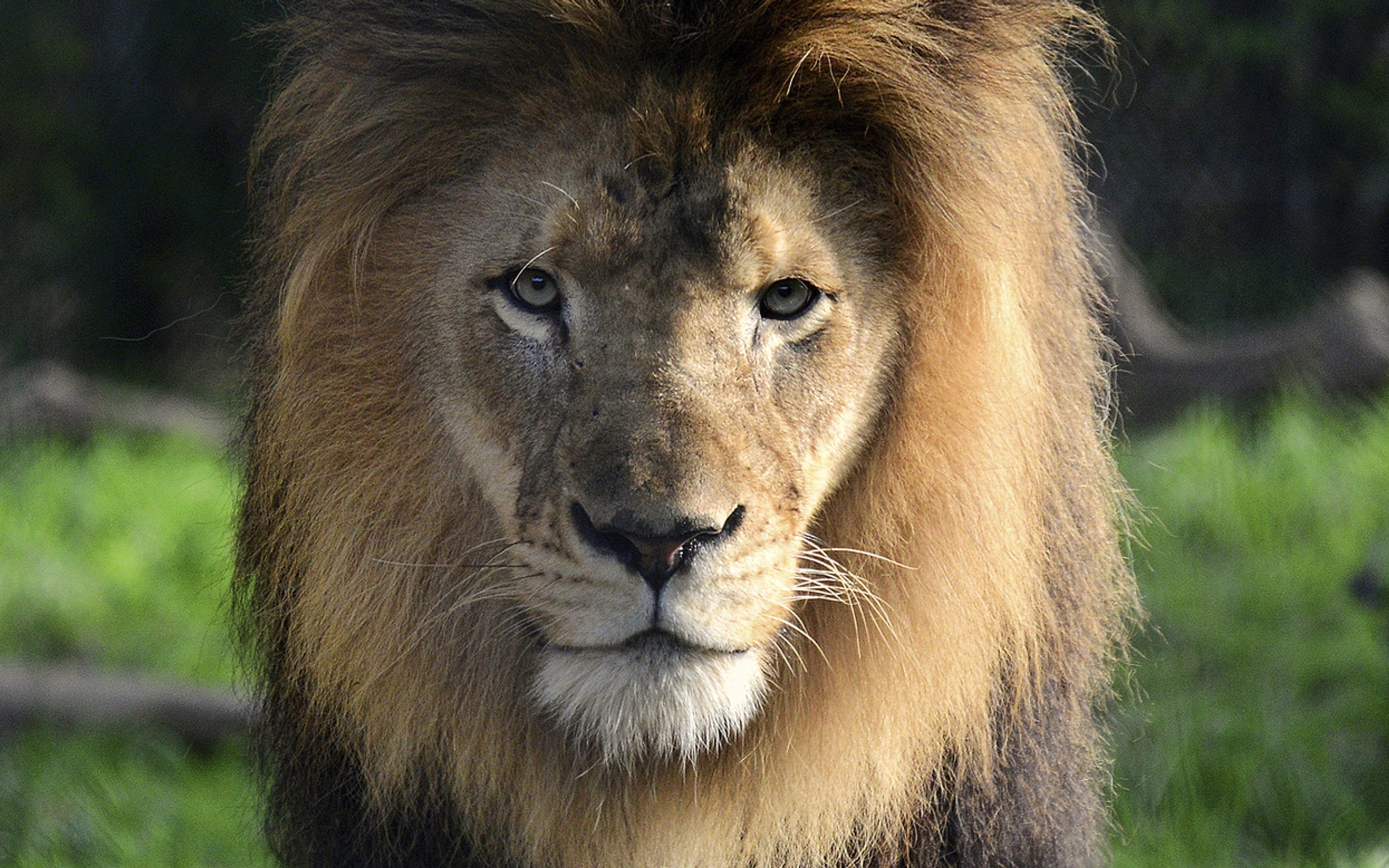 Lion Hd Wallpapers - Male Lion At Louisville Zoo - HD Wallpaper 