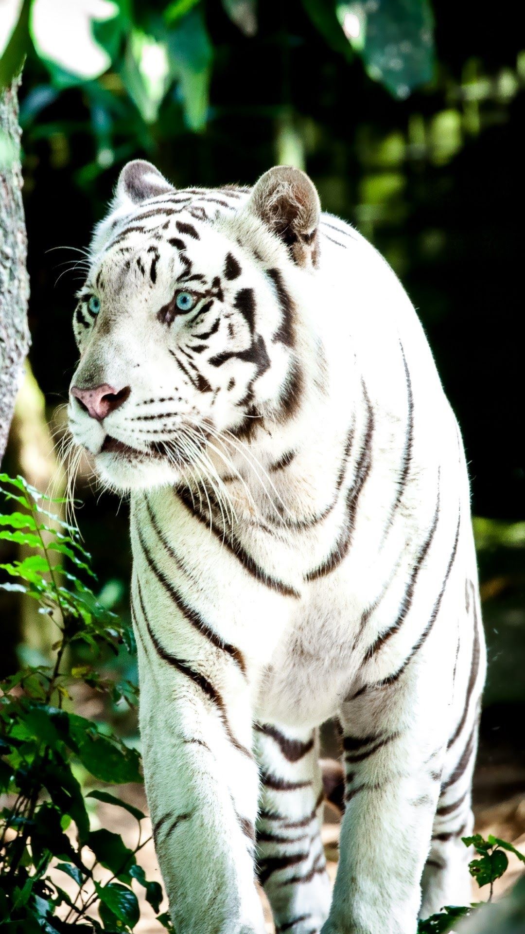 1080x1920, White Tiger Wallpapers Â - White Tiger Wallpaper 4k Hd - HD Wallpaper 