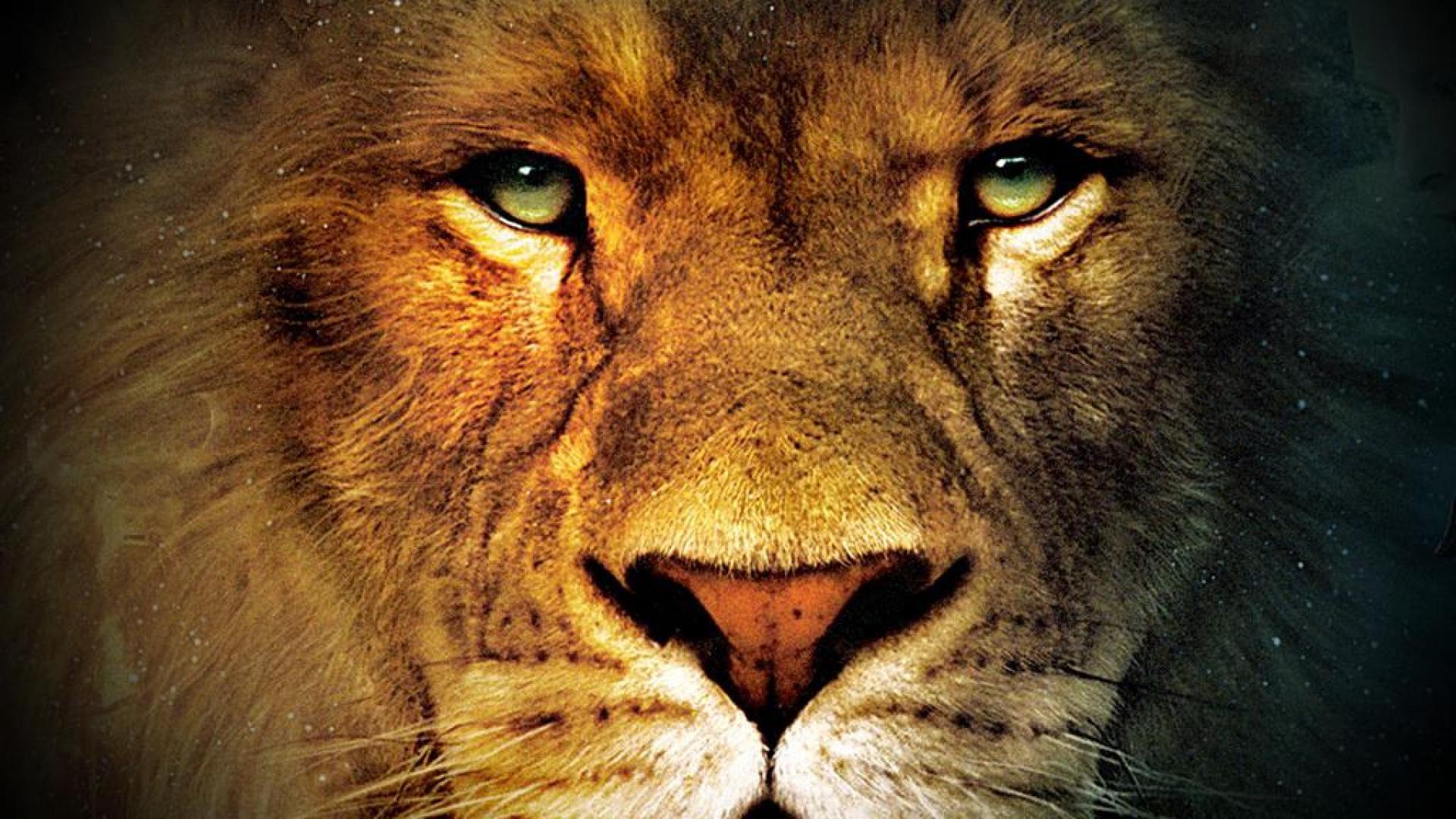 Face Of A King Wallpaper - Lion Face Images Hd - HD Wallpaper 