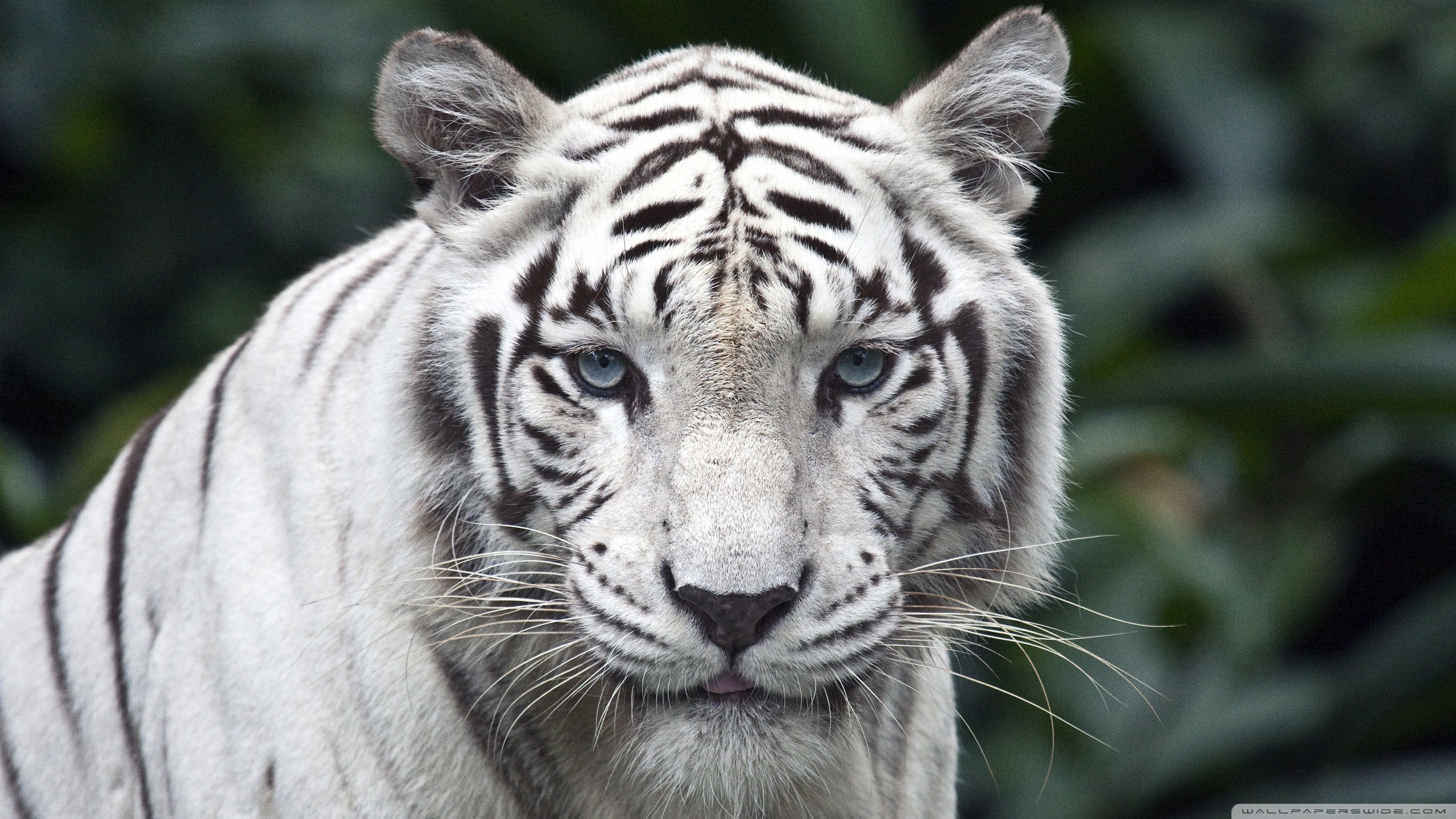 White Tiger Wallpaper Hd Singapore Zoo 2560x1440 Wallpaper Teahub Io