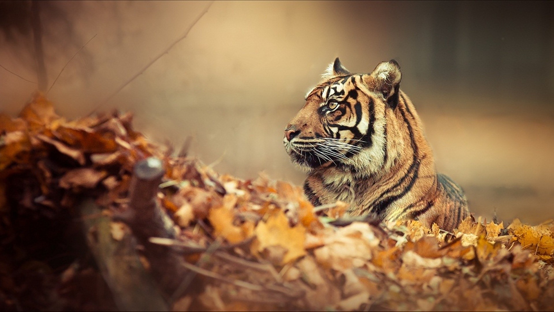 Tiger In Fall Leaves - HD Wallpaper 
