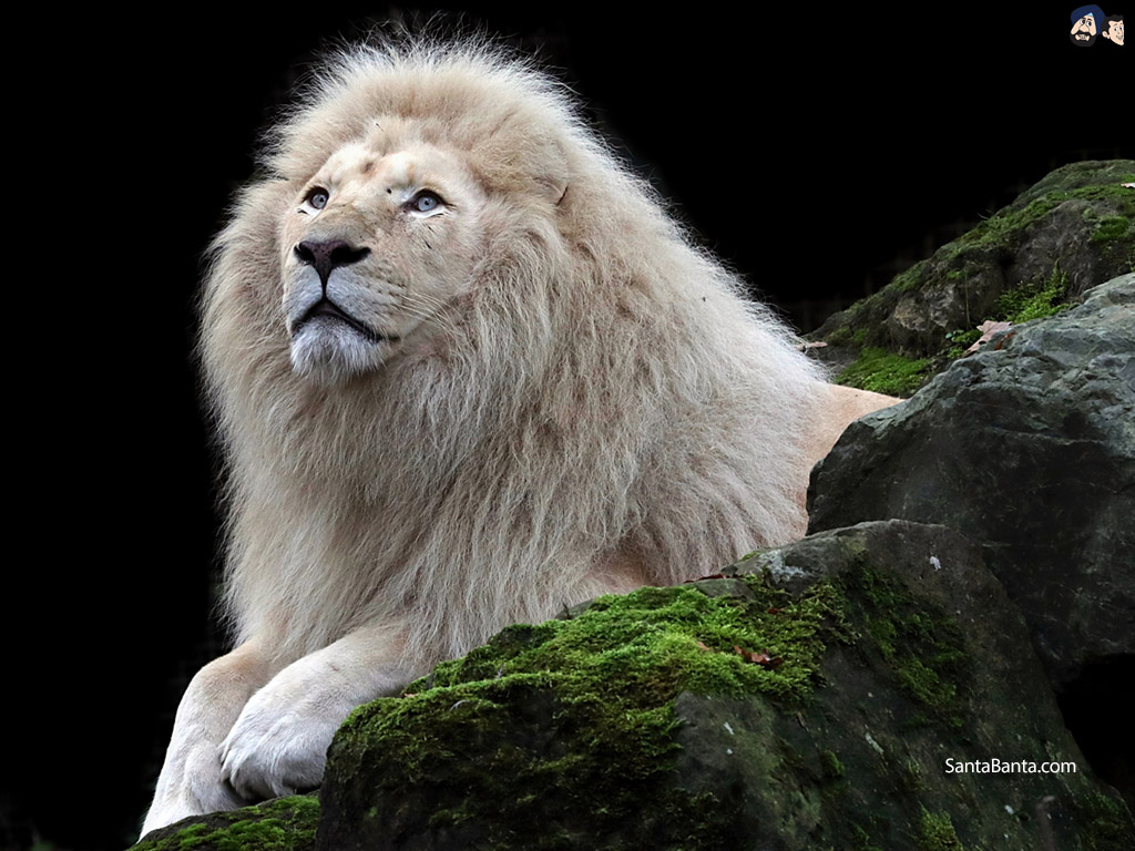 Lions Wallpaper - Mensagens De Pessoas Ingratas - HD Wallpaper 