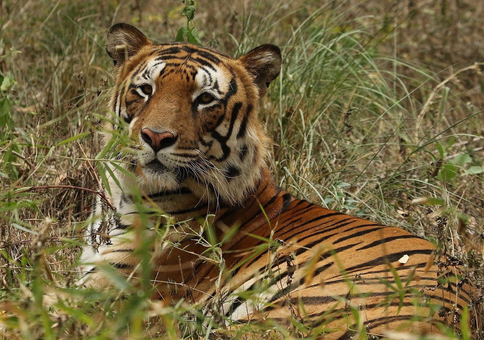 Royal Bengal Tiger Hd Wallpaper And Background Image - Bengal Tiger - HD Wallpaper 