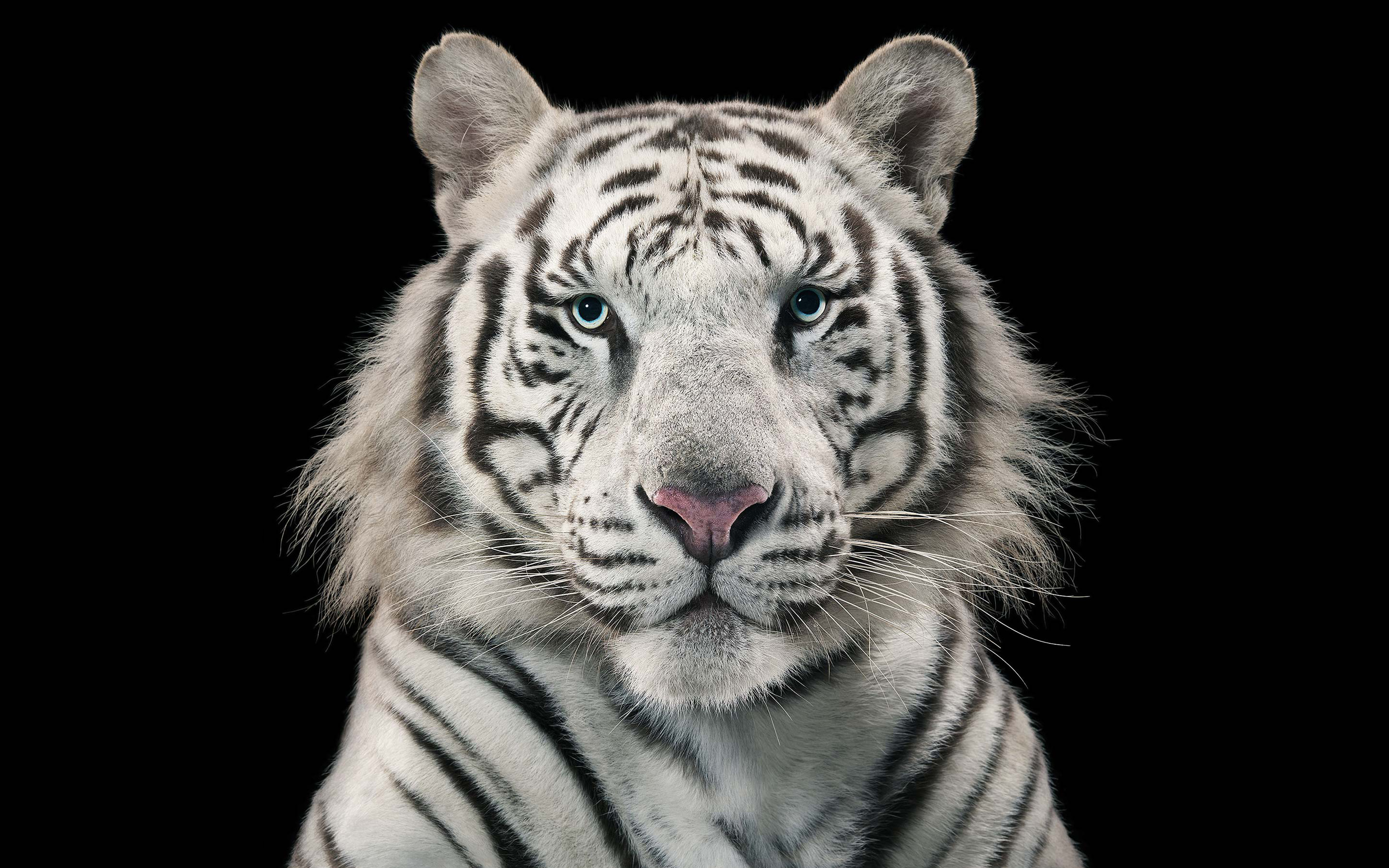White Tiger Bengal Tiger Wallpaper - White Wallpapers Tiger Hd - HD Wallpaper 
