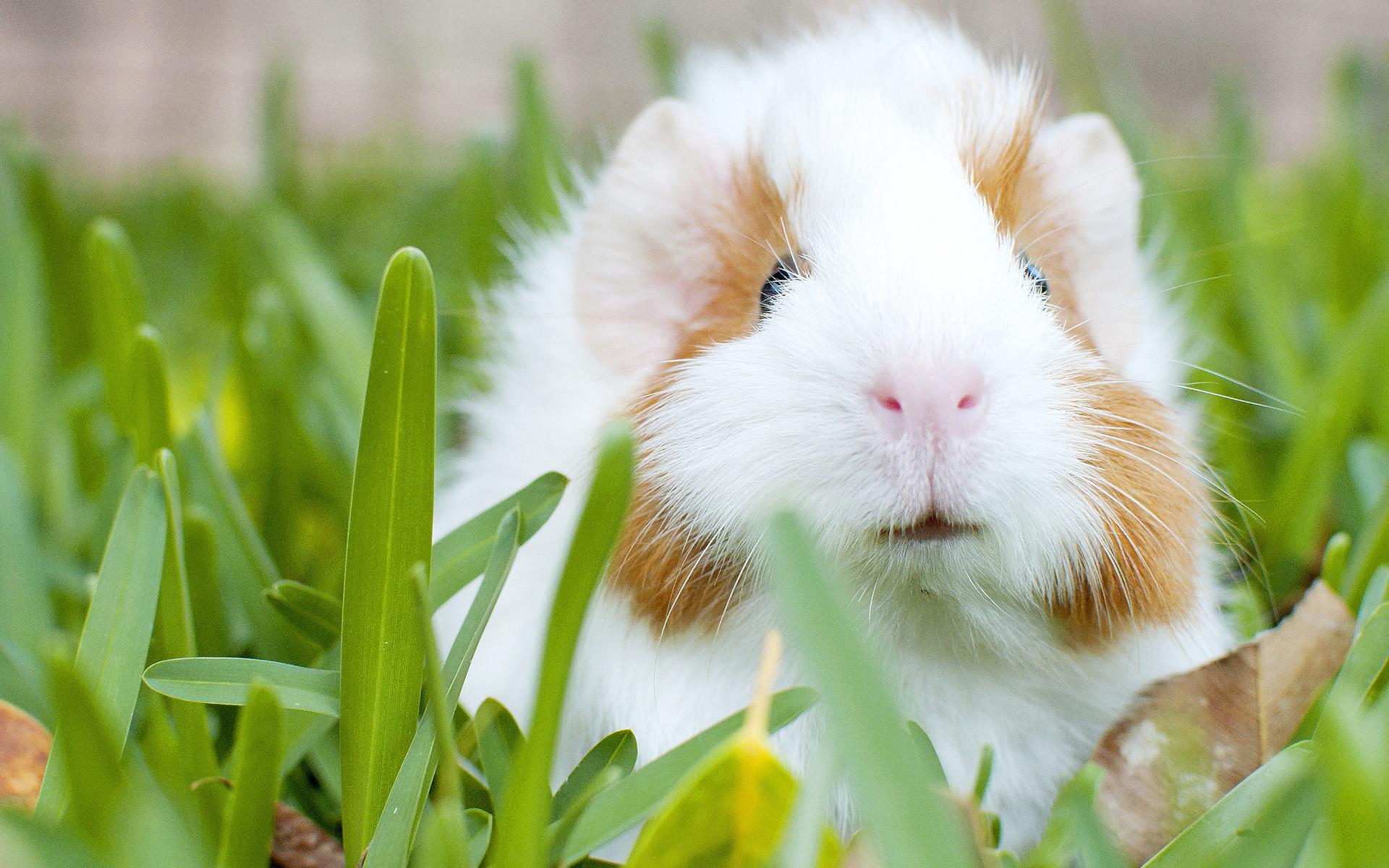 Cool Animal Backgrounds - Guinea Pig Full Hd - HD Wallpaper 