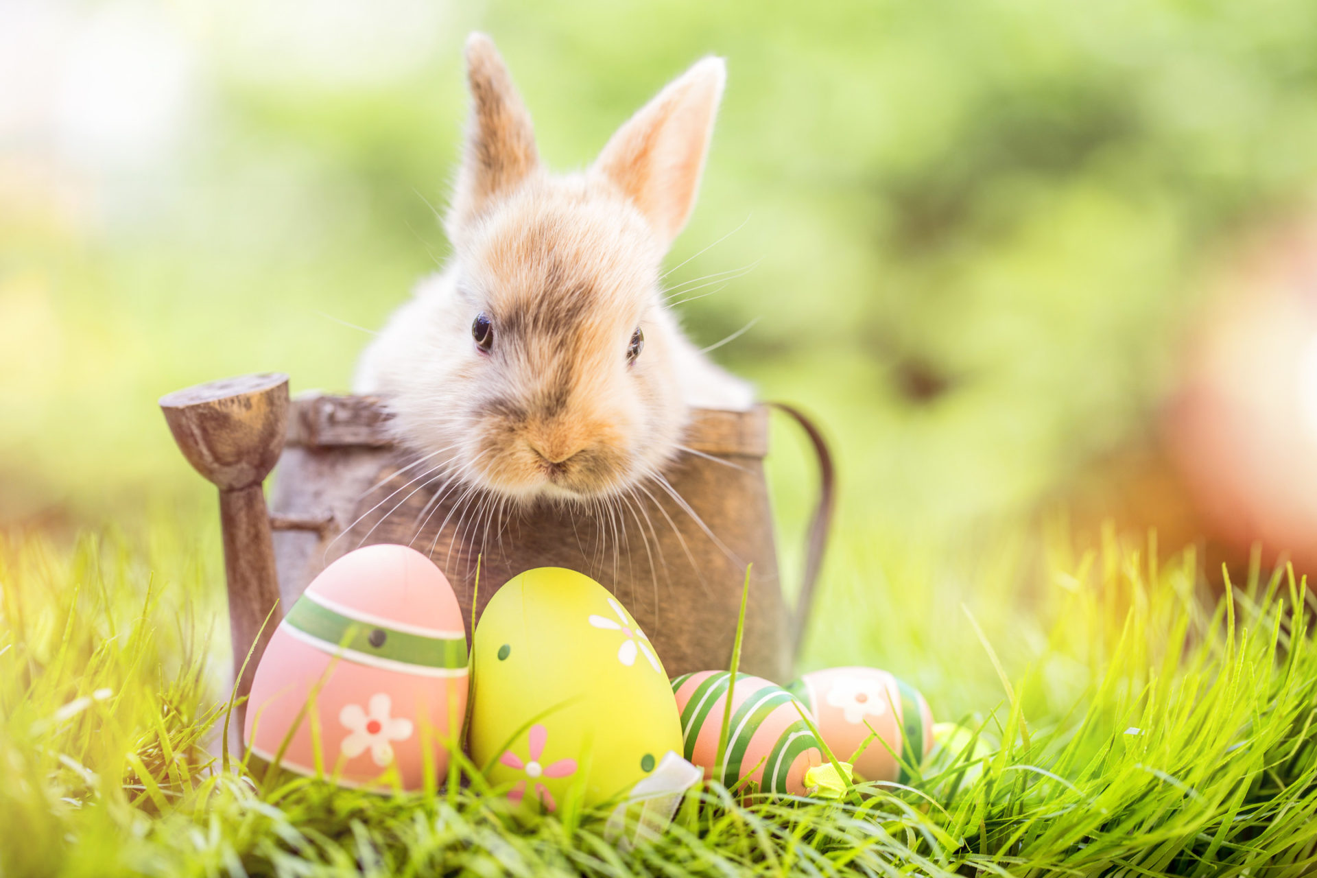 Bunny Backdrops - HD Wallpaper 