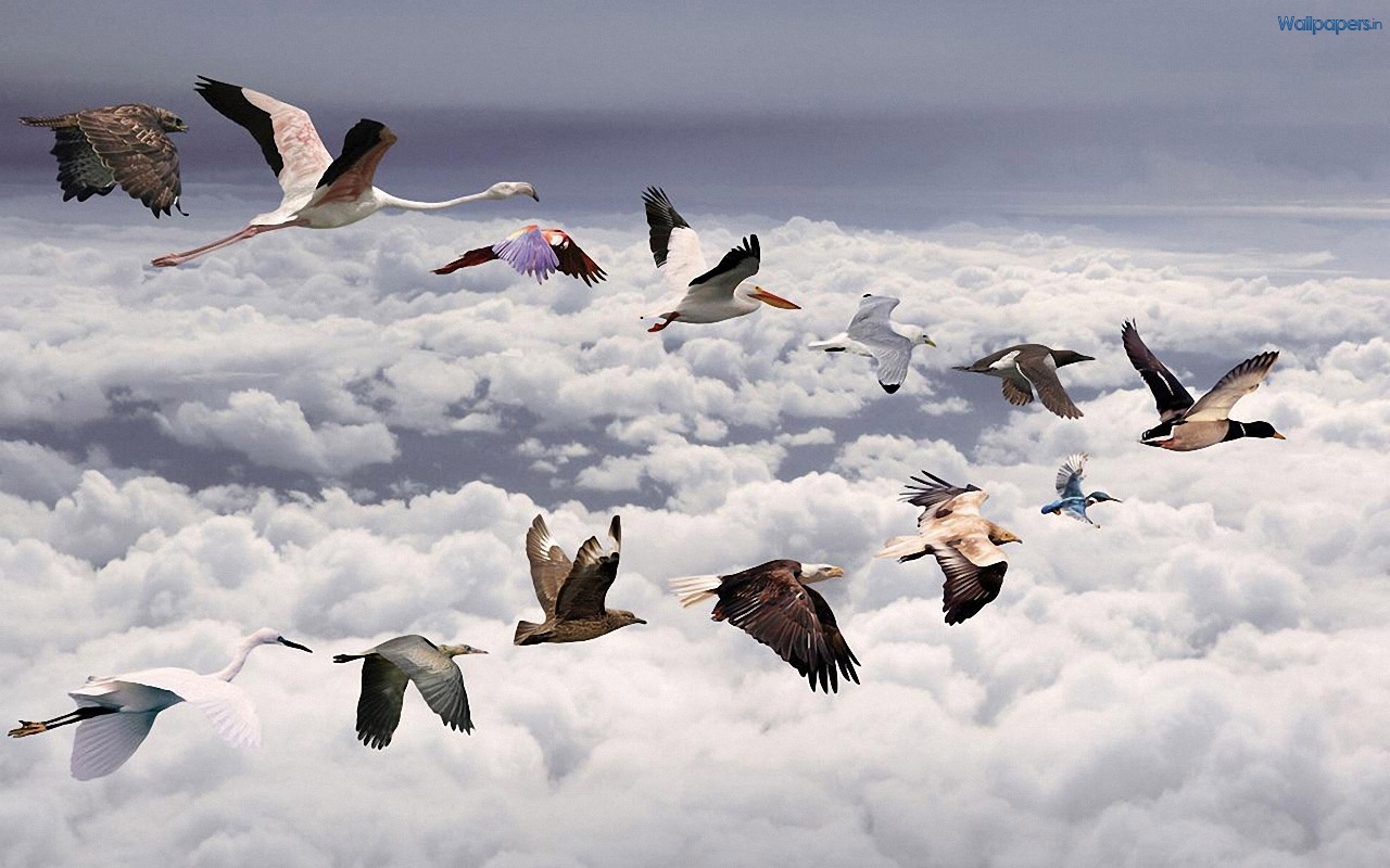 Wonderful 3d Hd Animal Wallpapers - Flying V Birds - HD Wallpaper 