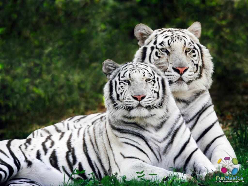 Newest Of Animals Wallpapers Hd 2015 Very Nice - Royal Bengal Tiger White - HD Wallpaper 