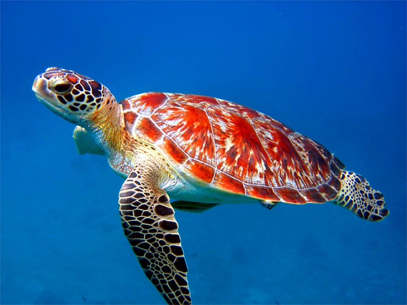 Red Back Sea Turtles - HD Wallpaper 