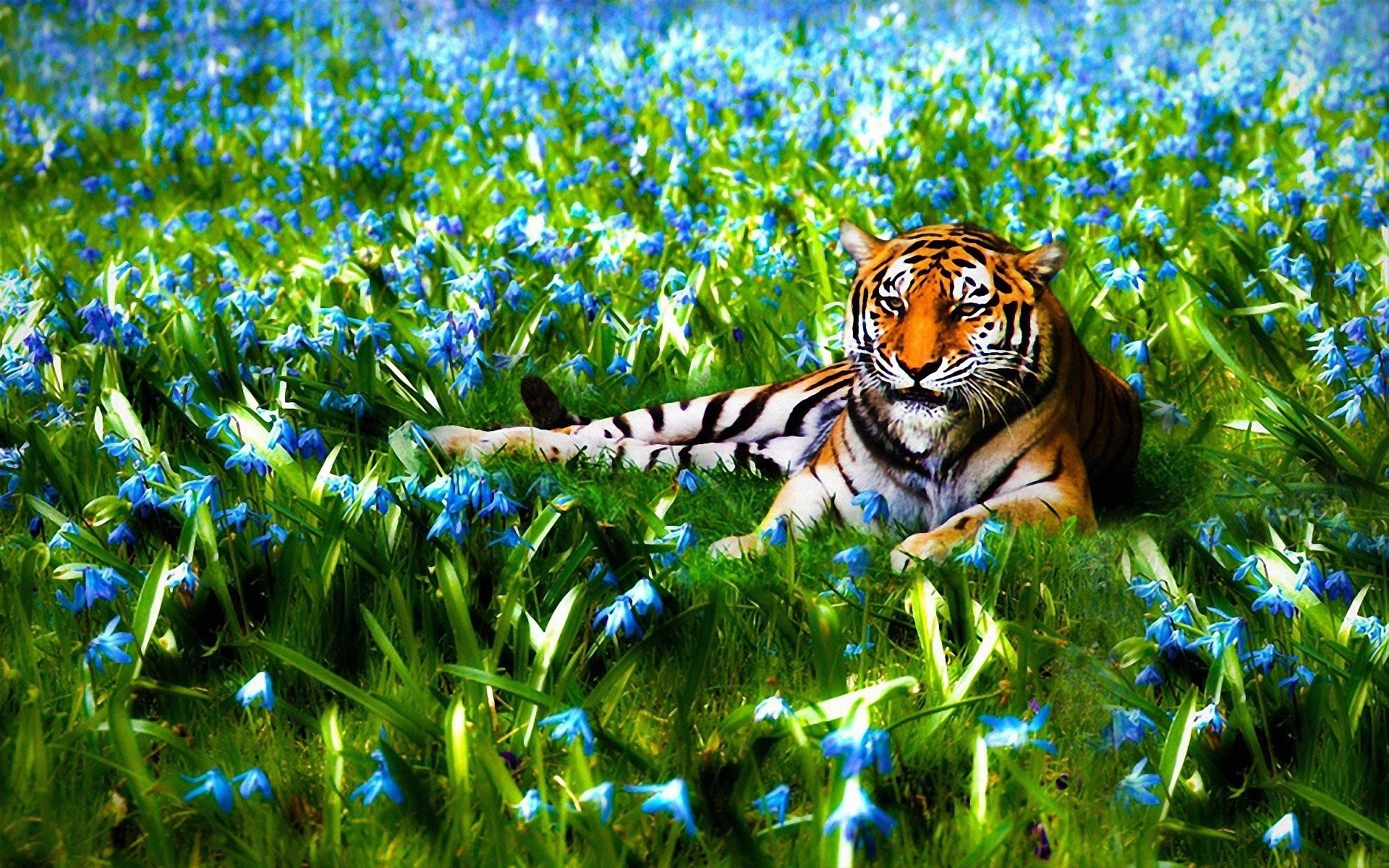 Beautiful Nature Wallpaper Hd 3d Nature Cool Cute Nature - Nature Background With Tigers - HD Wallpaper 