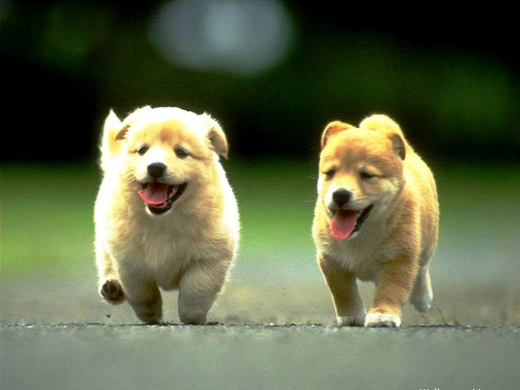 Cute And Sweet Dogs - HD Wallpaper 