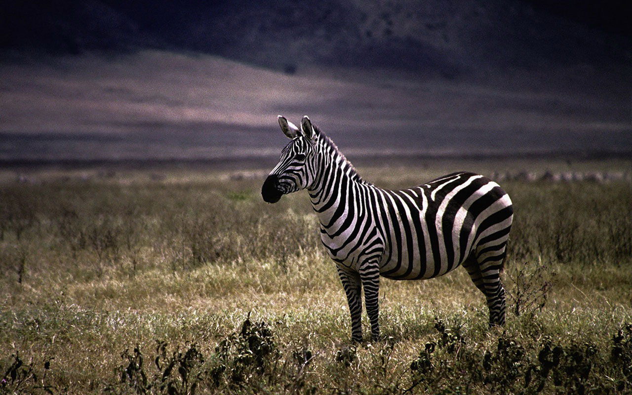 Zebra Wallpapers Hd Zebra Animal Wallpaper Download - Zebra Wallpaper Hd - HD Wallpaper 