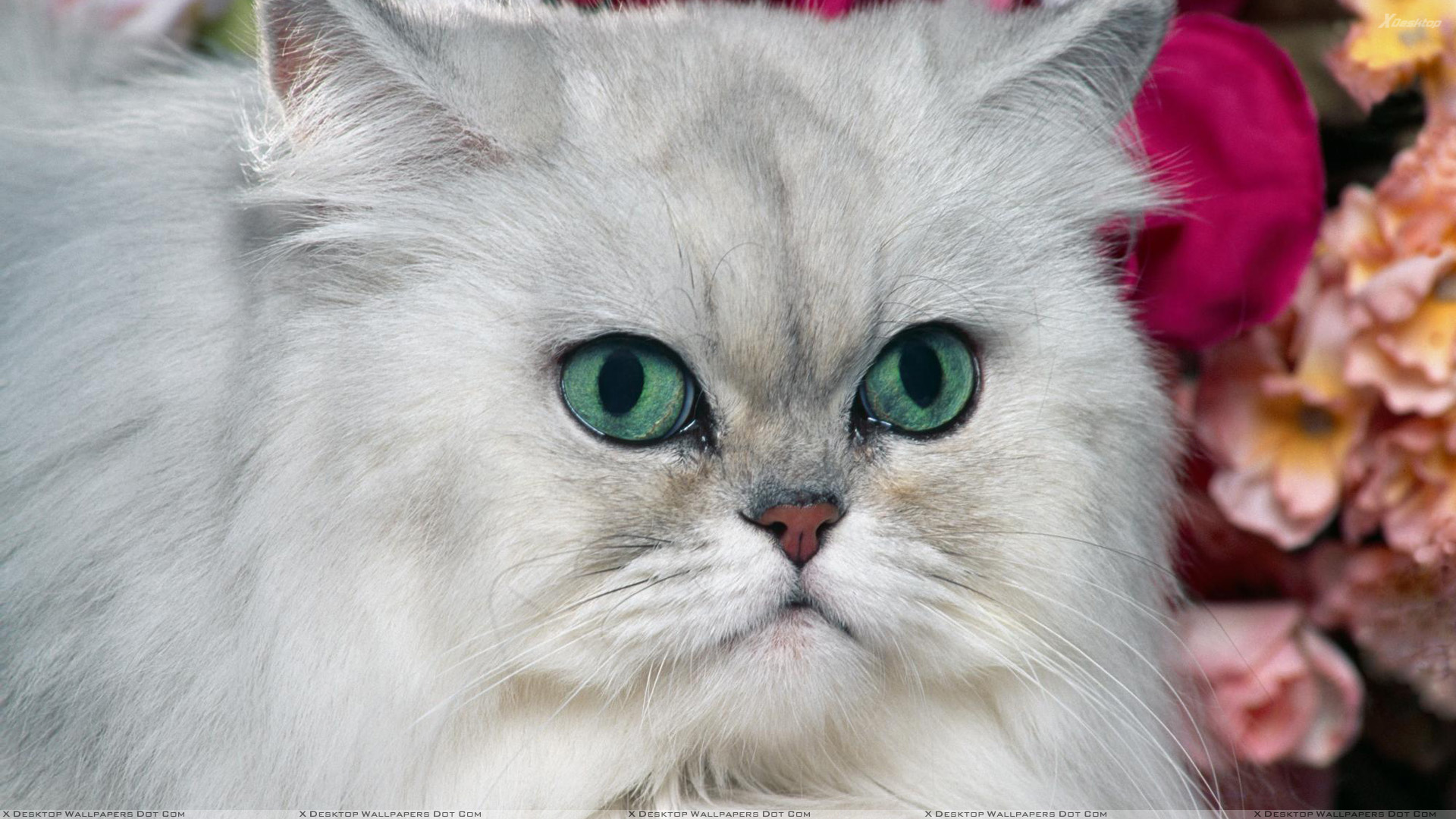 Persian Shaded Silver Green Eyes - HD Wallpaper 