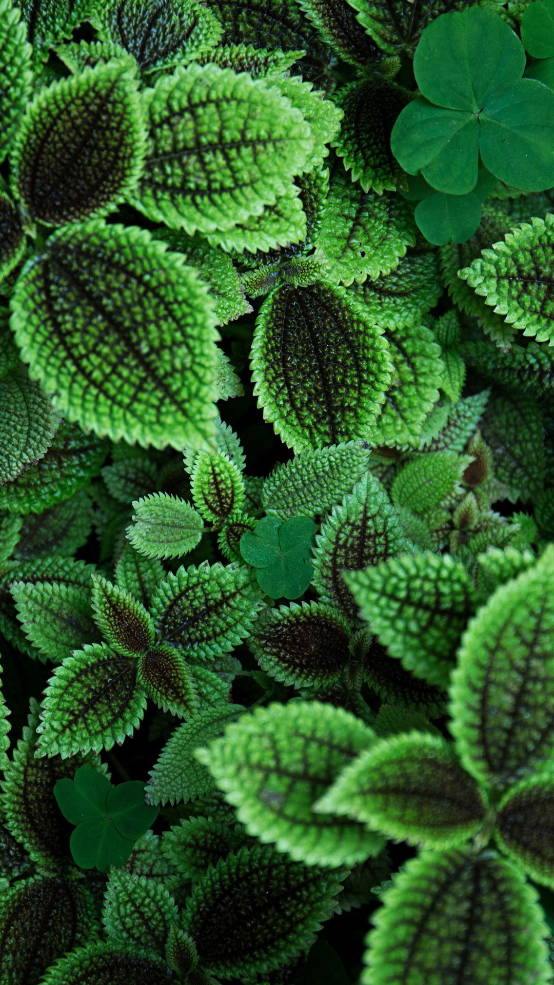 Green Leaves Qhd Wallpaper - Green Wallpaper 4k Iphone - HD Wallpaper 