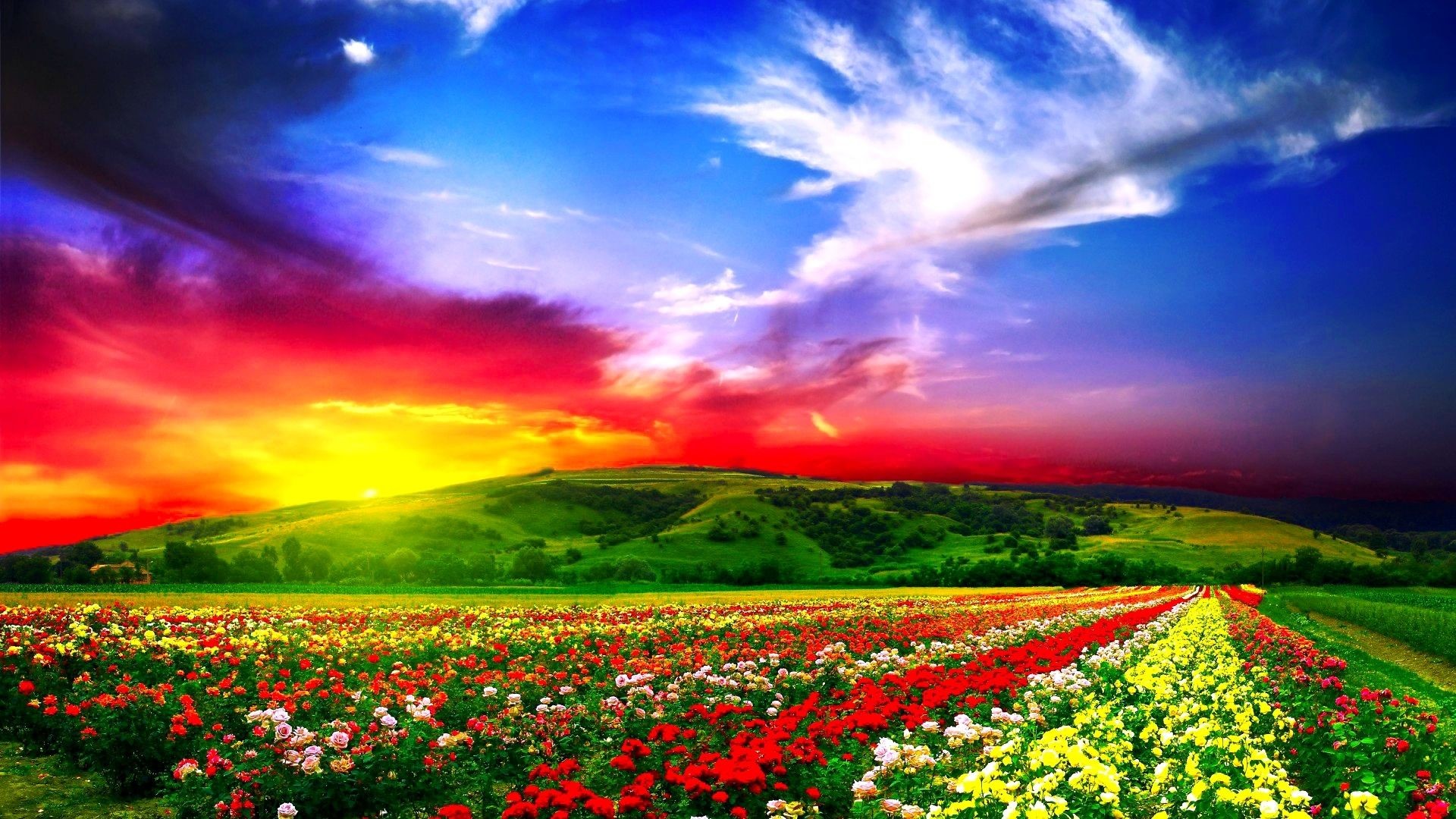 Gorgeous, Sky, Over, Beautiful, Fields, Of, Flowers, - Background Full Hd Beautiful - HD Wallpaper 