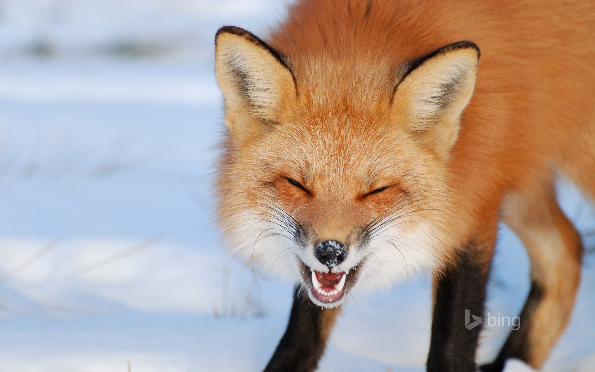 Laughing Fox In Snow - HD Wallpaper 