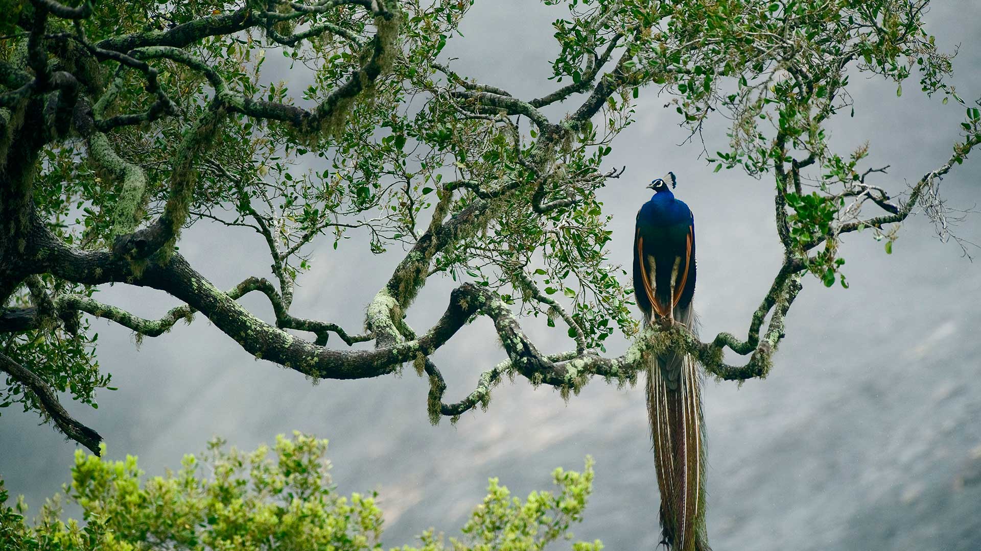 Yala Np Peafowl - Wild Life In Sri Lanka - HD Wallpaper 