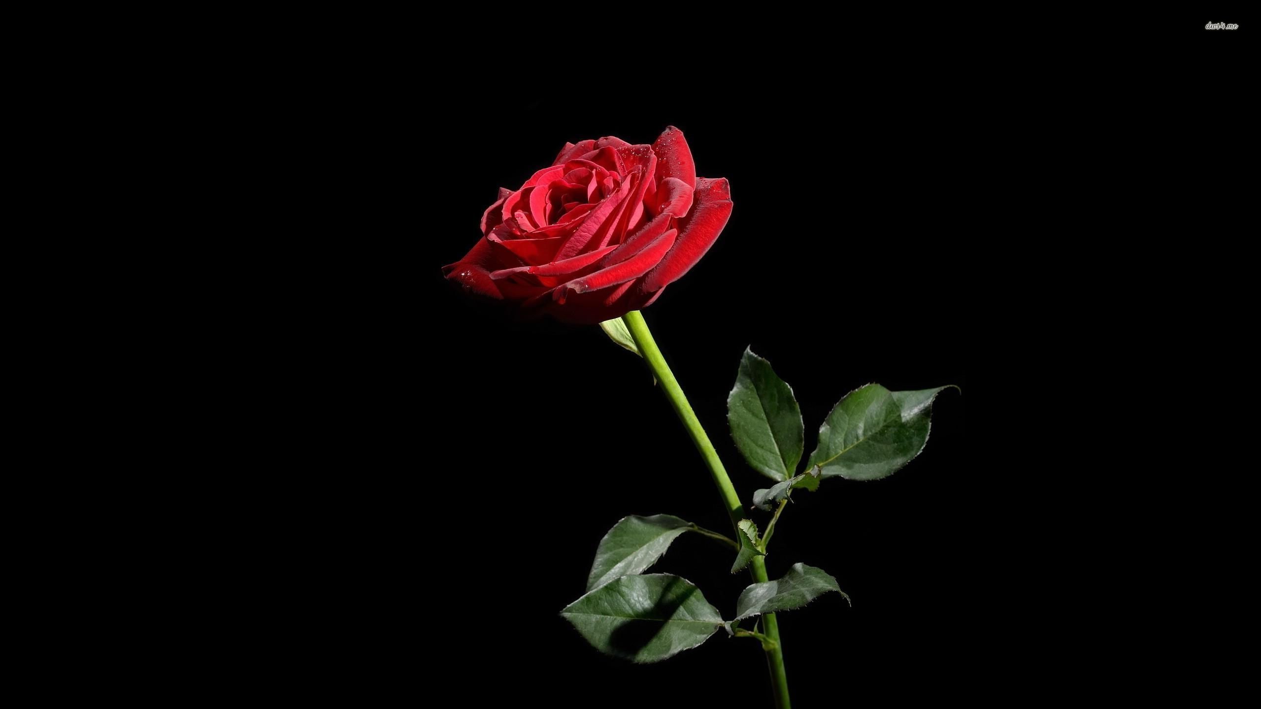 Wallpapers - Darkness - HD Wallpaper 