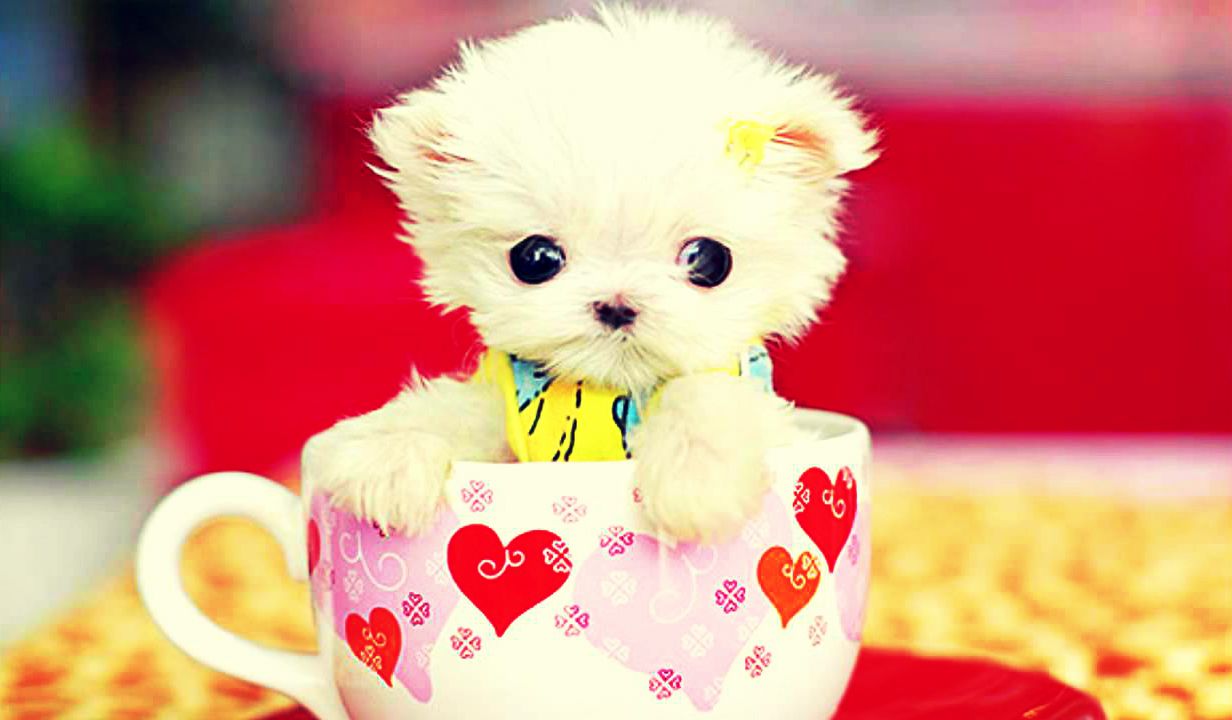 Cute Wallpapers Ofcourse Cute And In Hd 23 Page 2 Of - Cute Wallpaper For Laptop - HD Wallpaper 